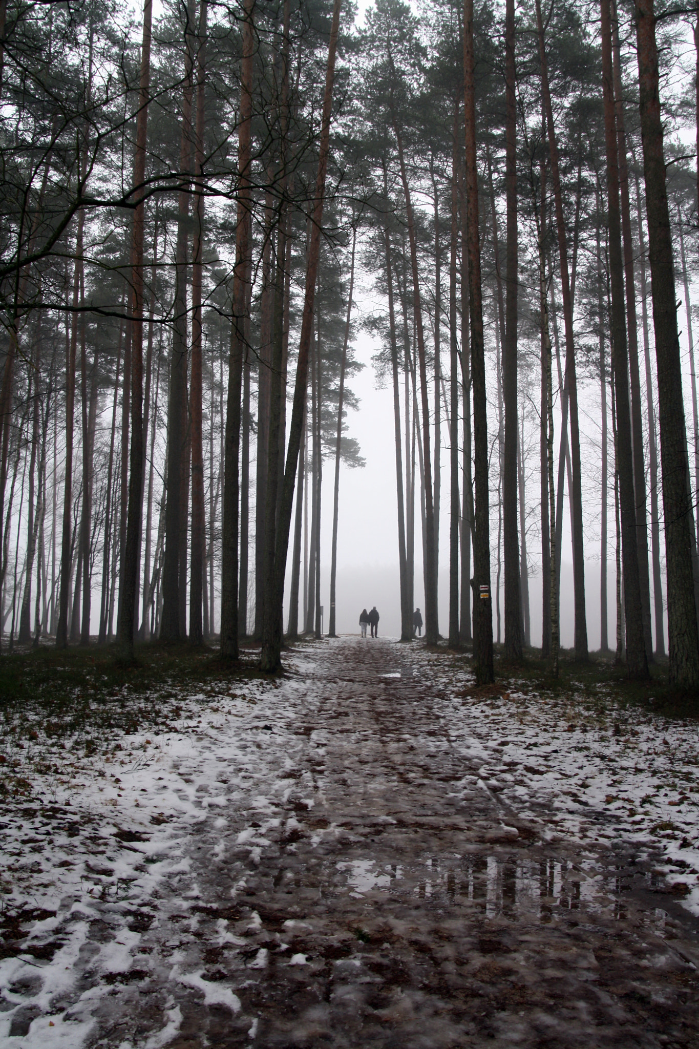 Canon EOS 1000D (EOS Digital Rebel XS / EOS Kiss F) sample photo. Misty path photography