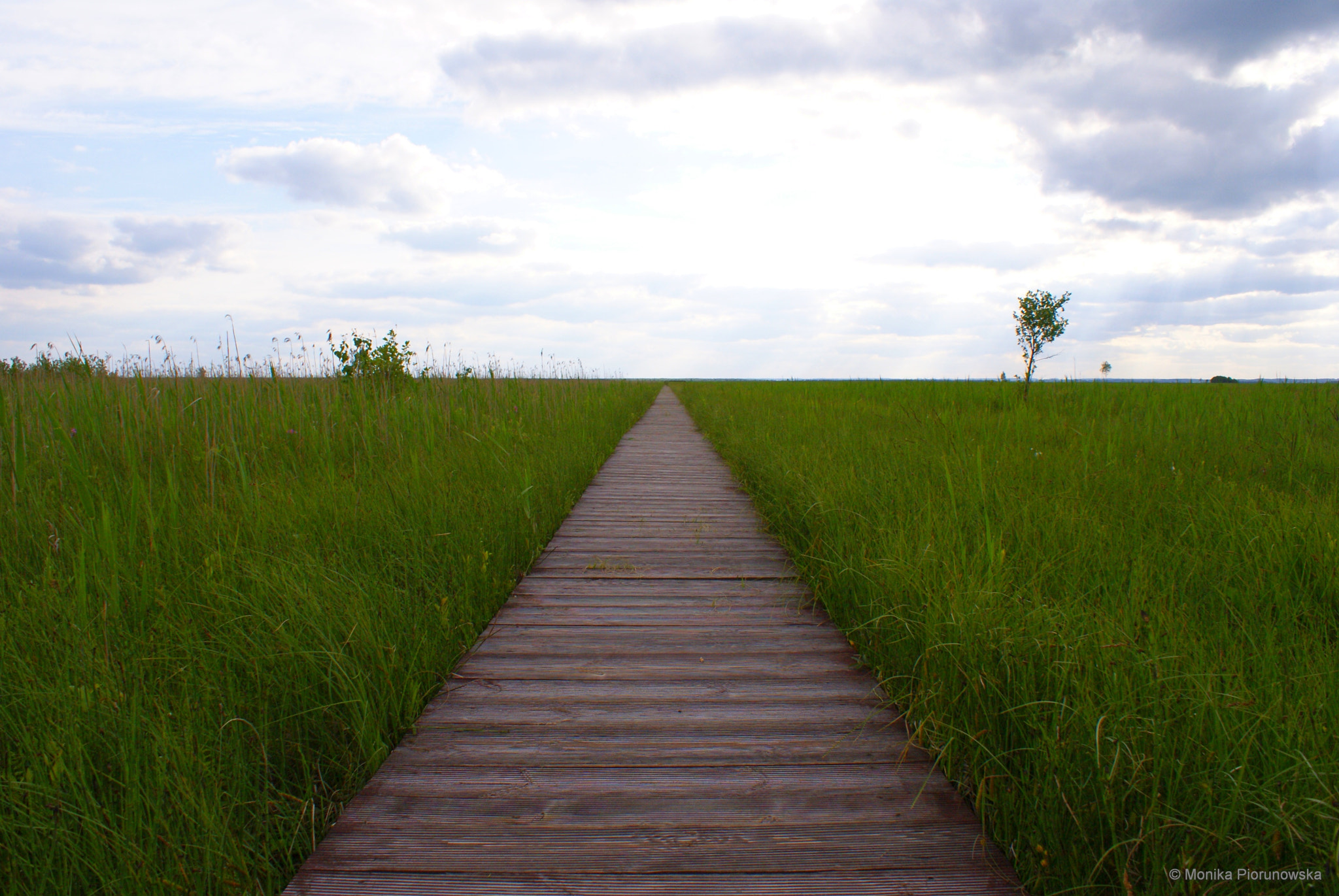 Sony Alpha DSLR-A300 sample photo. Marsh in area of biebrza river photography