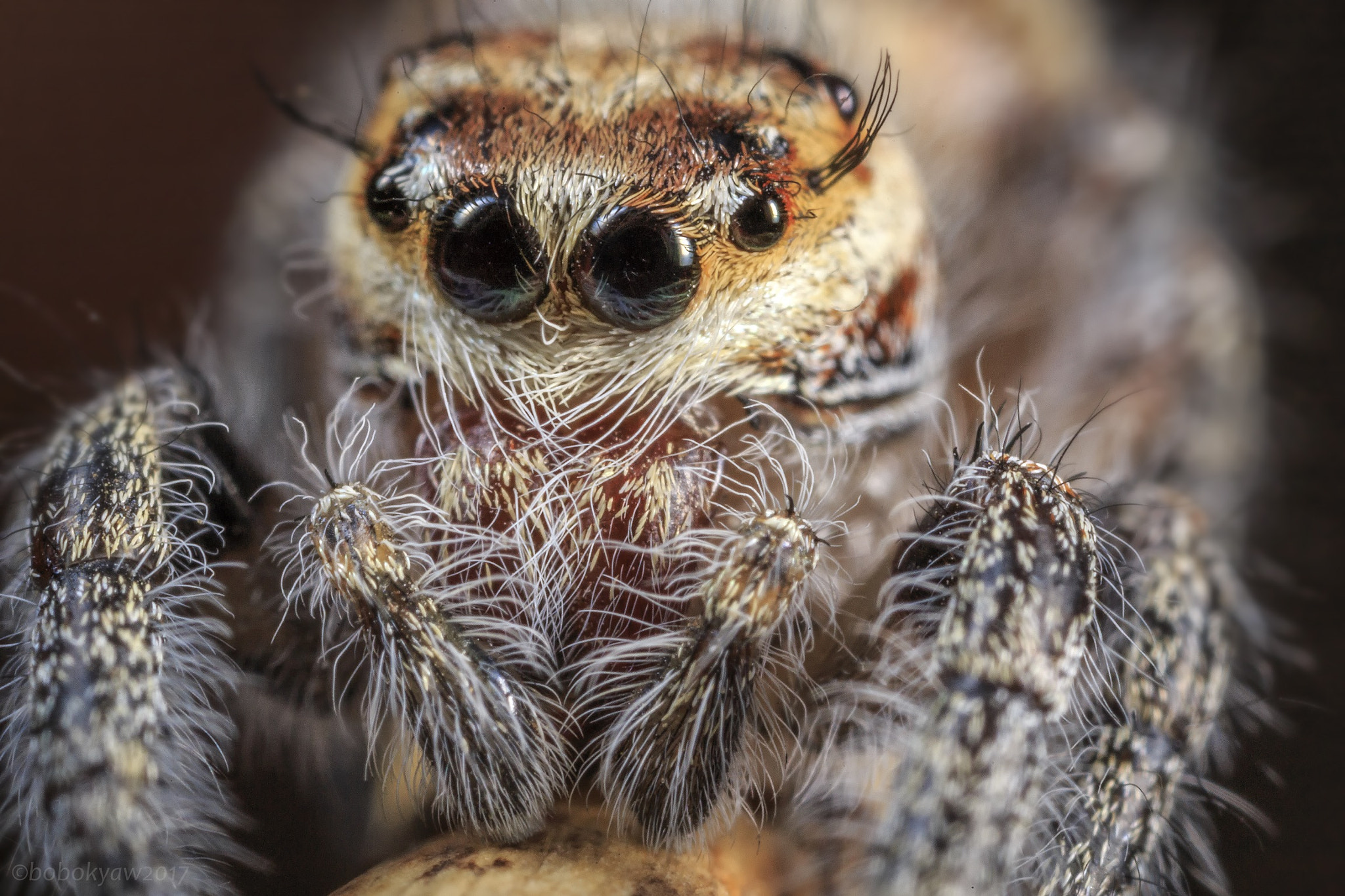 Canon MP-E 65mm F2.5 1-5x Macro Photo sample photo. A lovely portrait photography