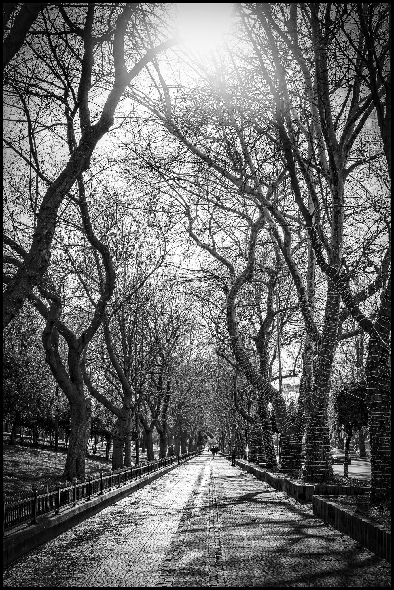 Leica Noctilux-M 50mm F0.95 ASPH sample photo. Dancing trees...... photography