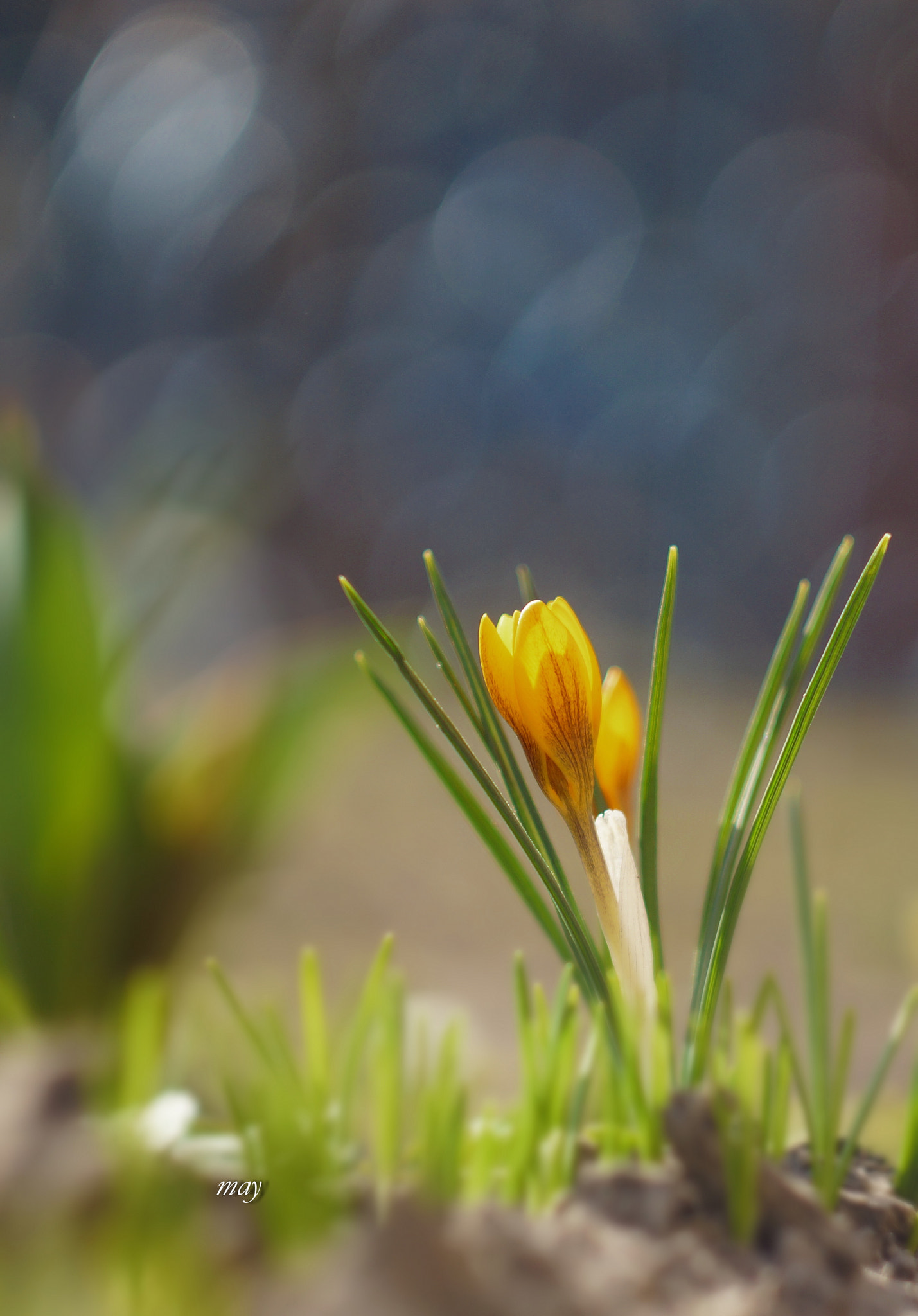 Sony SLT-A65 (SLT-A65V) + Minolta AF 50mm F1.7 sample photo. The first flowers this year.. photography