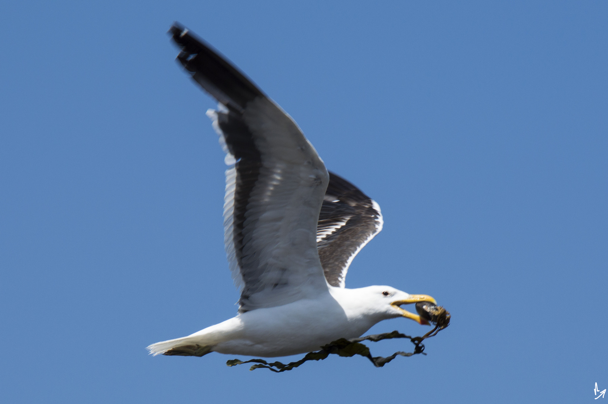 Nikon D3200 sample photo. Seagull photography