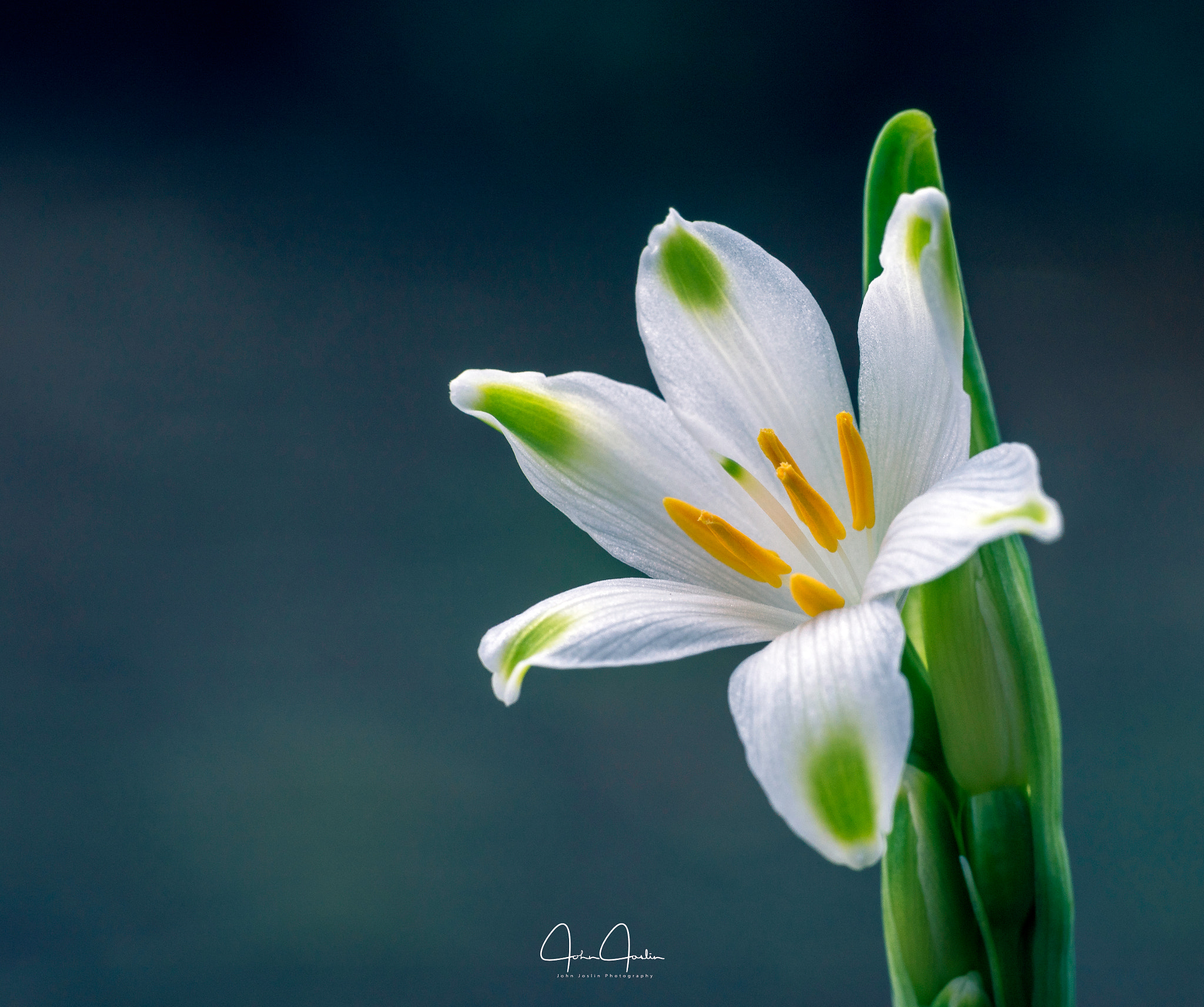 Sony FE 90mm F2.8 Macro G OSS sample photo. Small is beautiful photography