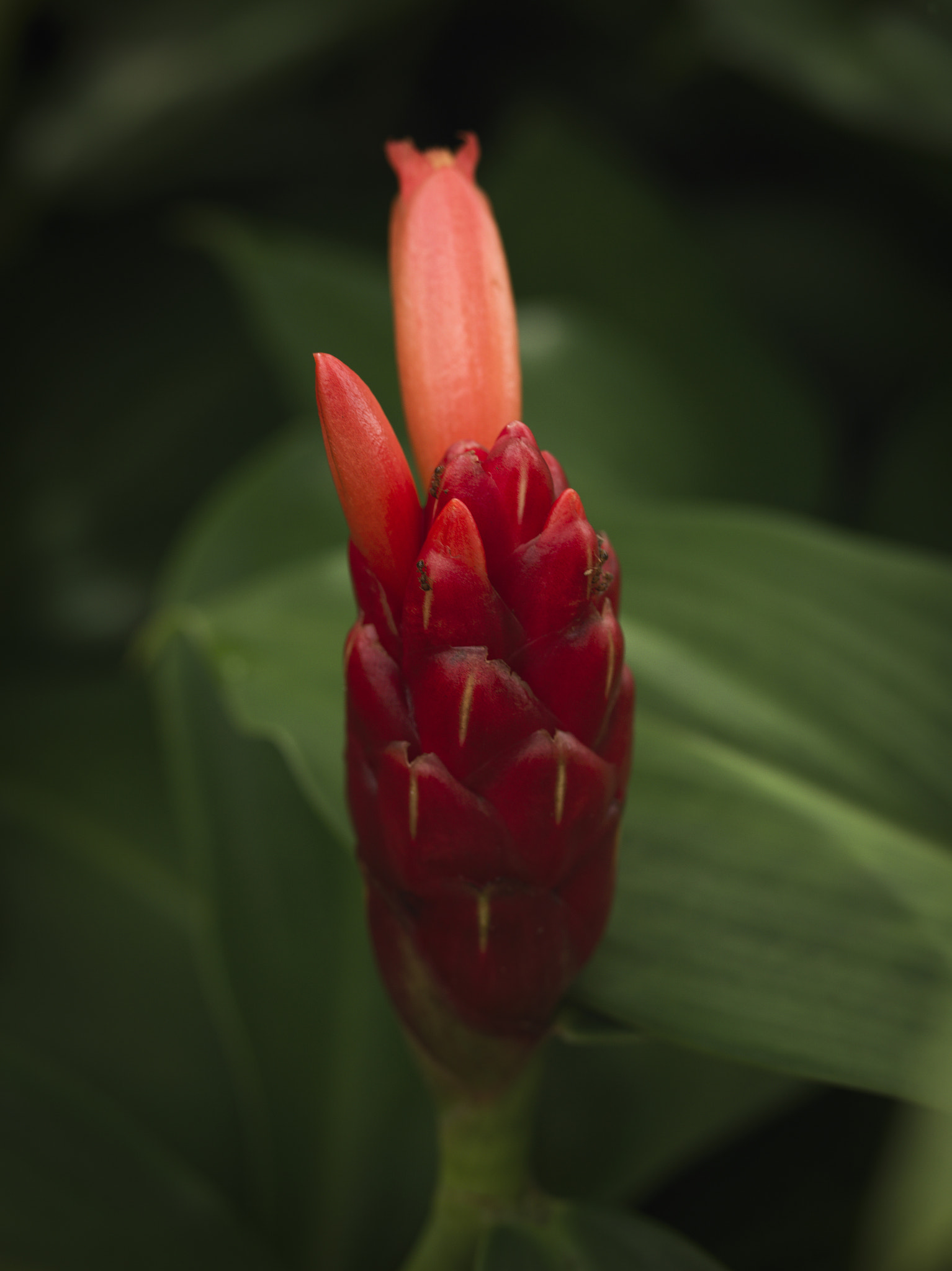 Hasselblad H4D-60 + HC 80 sample photo. Flowers in the borneo. malaysia. photography