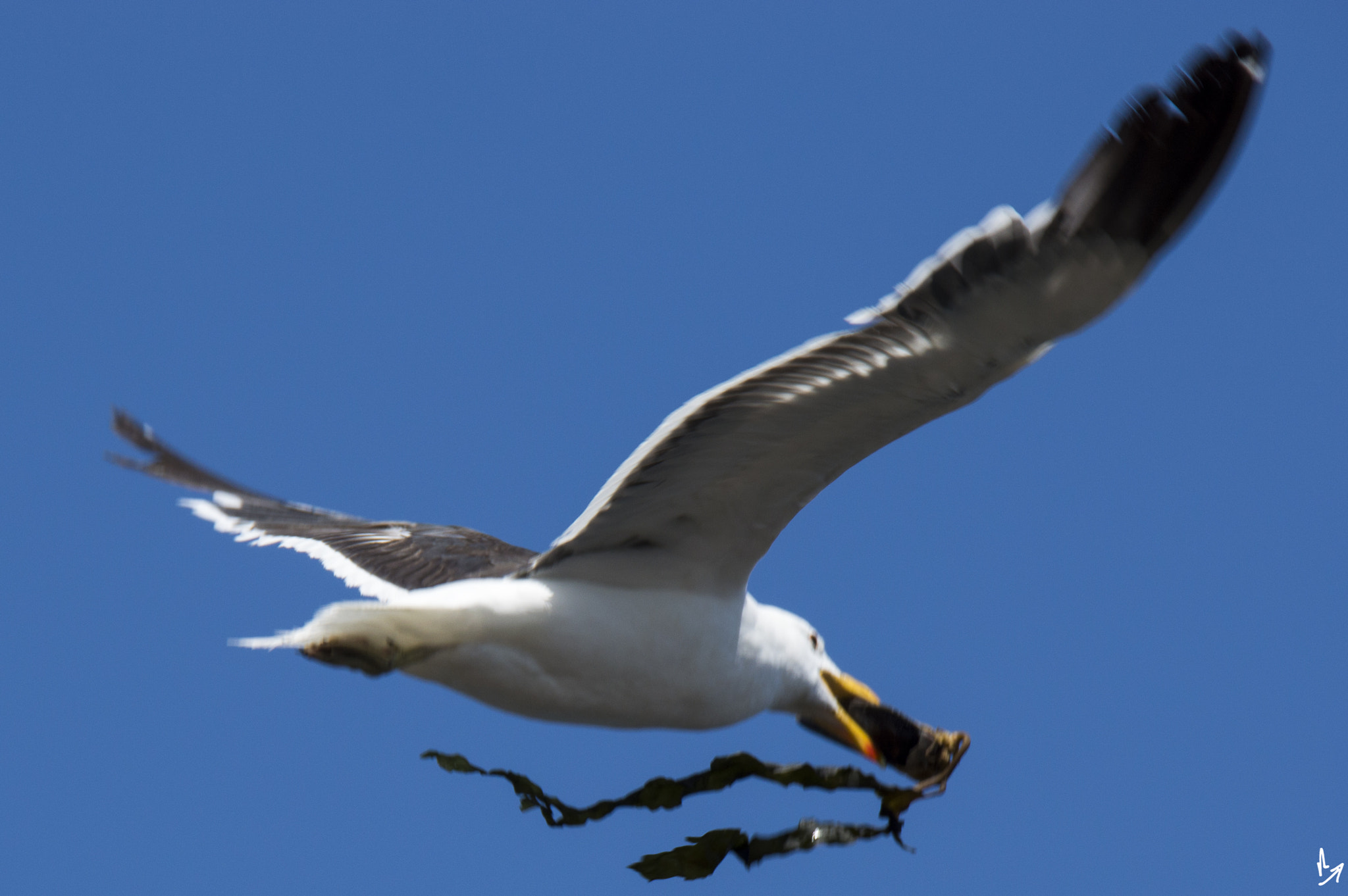 Nikon D3200 sample photo. Seagull photography