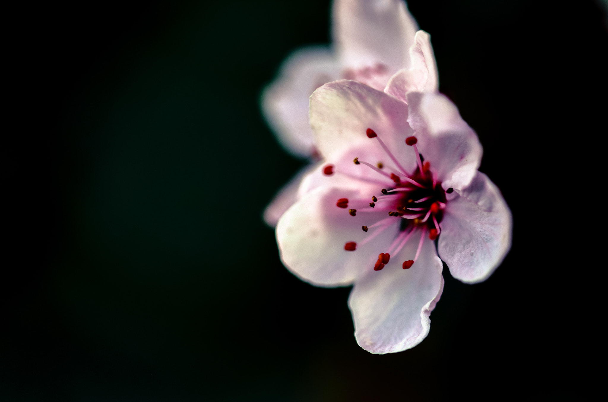Sigma 105mm F2.8 EX DG OS HSM sample photo. Pink... photography