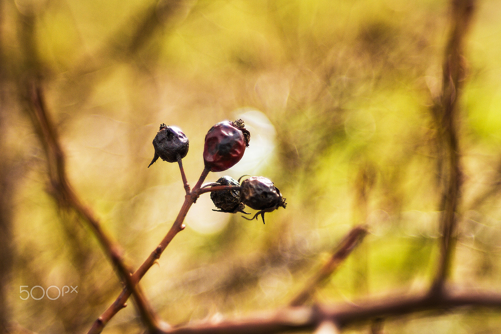 Canon EF 35-80mm f/4-5.6 sample photo. ...po zimě... photography