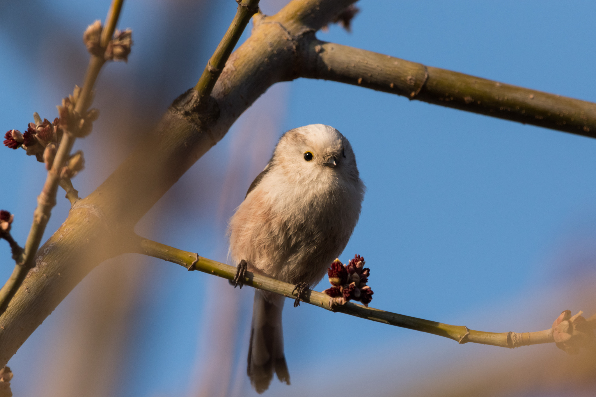 Nikon AF-S Nikkor 200-500mm F5.6E ED VR sample photo. Smile :) photography
