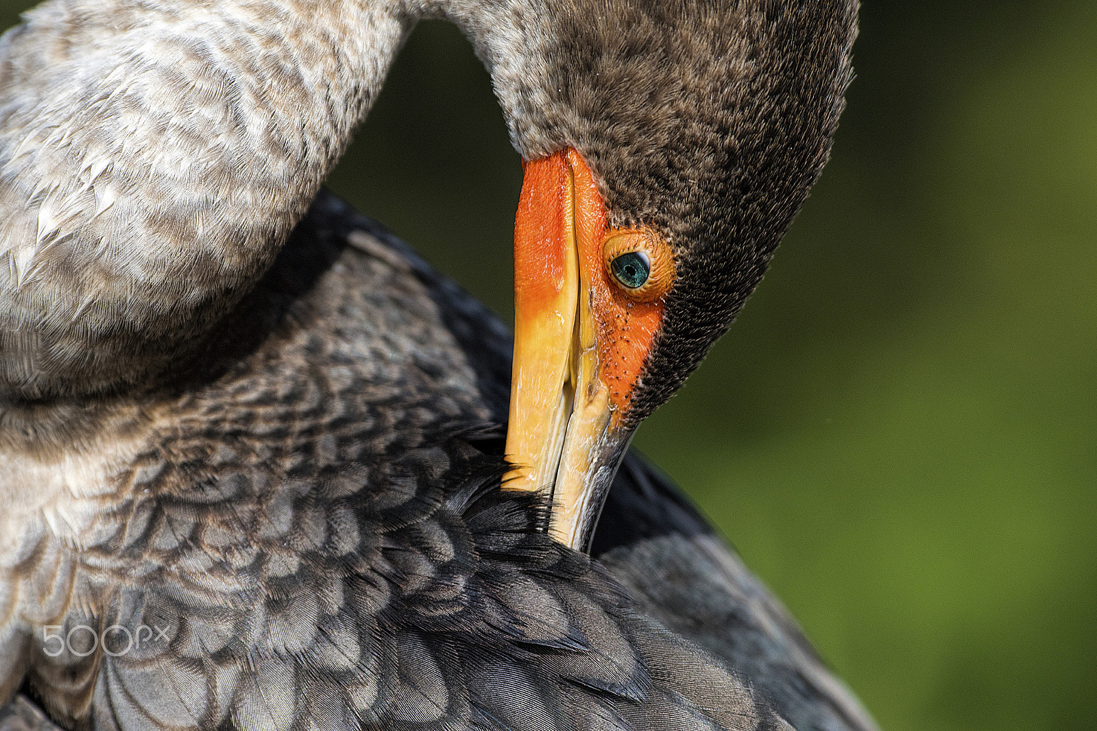 Nikon D810 sample photo. Preening photography