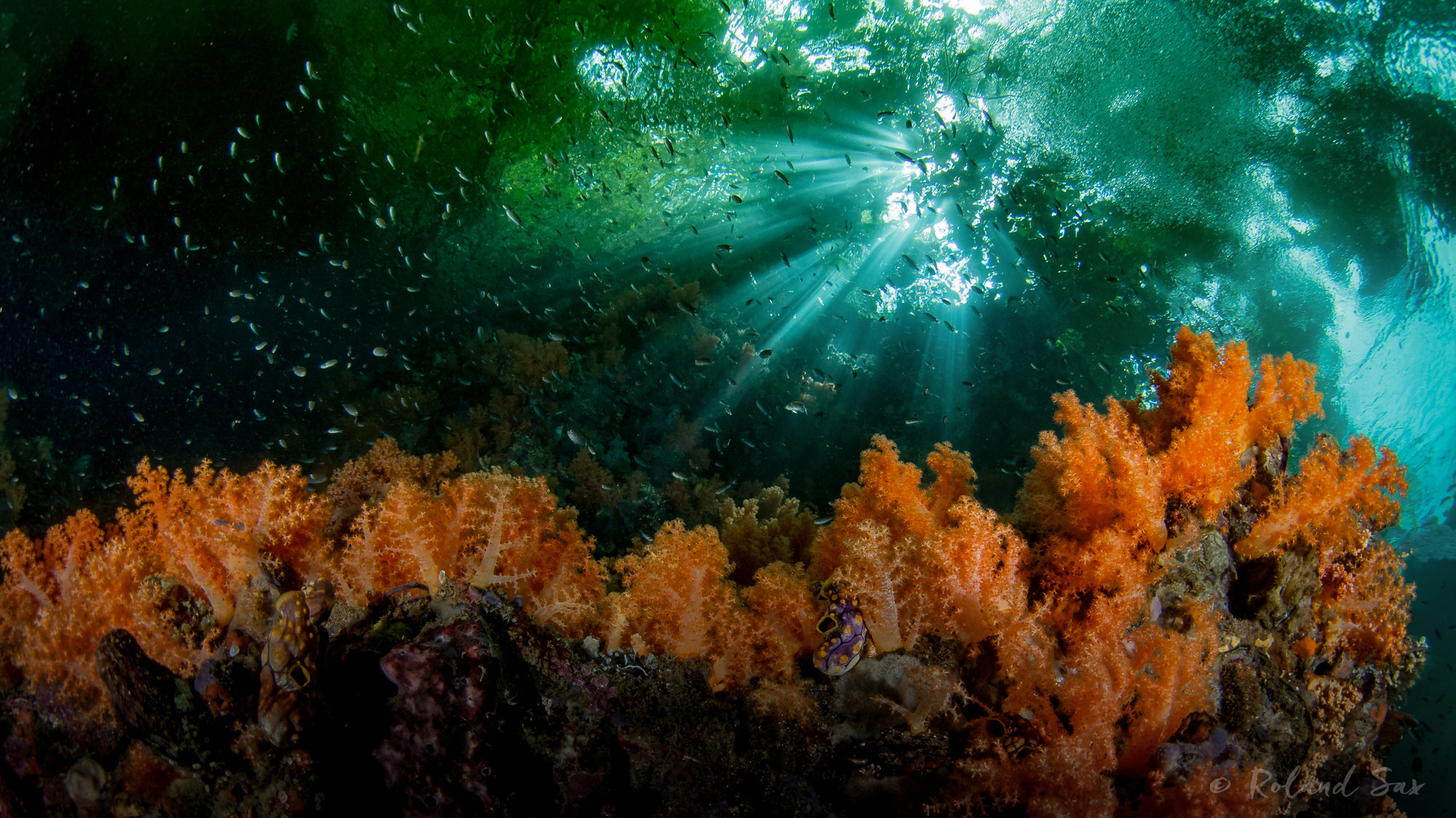 LUMIX G FISHEYE 8/F3.5 sample photo. Soft corals in the mangroves photography