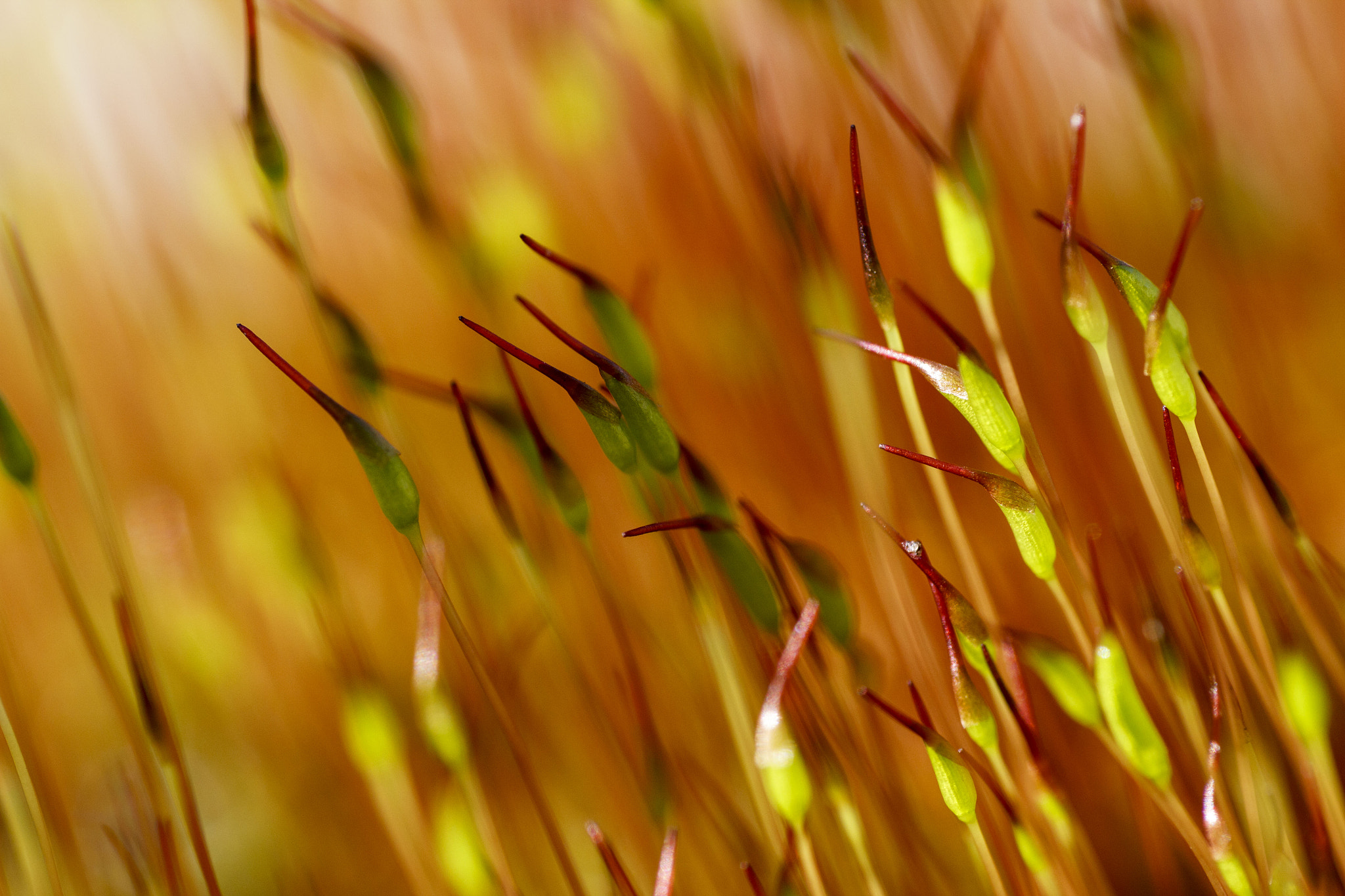 Canon EF 100mm F2.8L Macro IS USM sample photo. Moss. photography