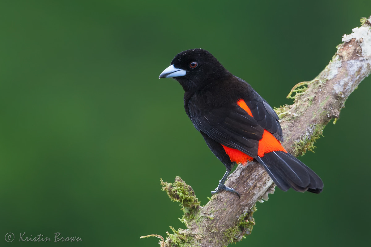 Canon EOS-1D Mark III + Canon EF 500mm F4L IS USM sample photo. Male passerini's tanager photography