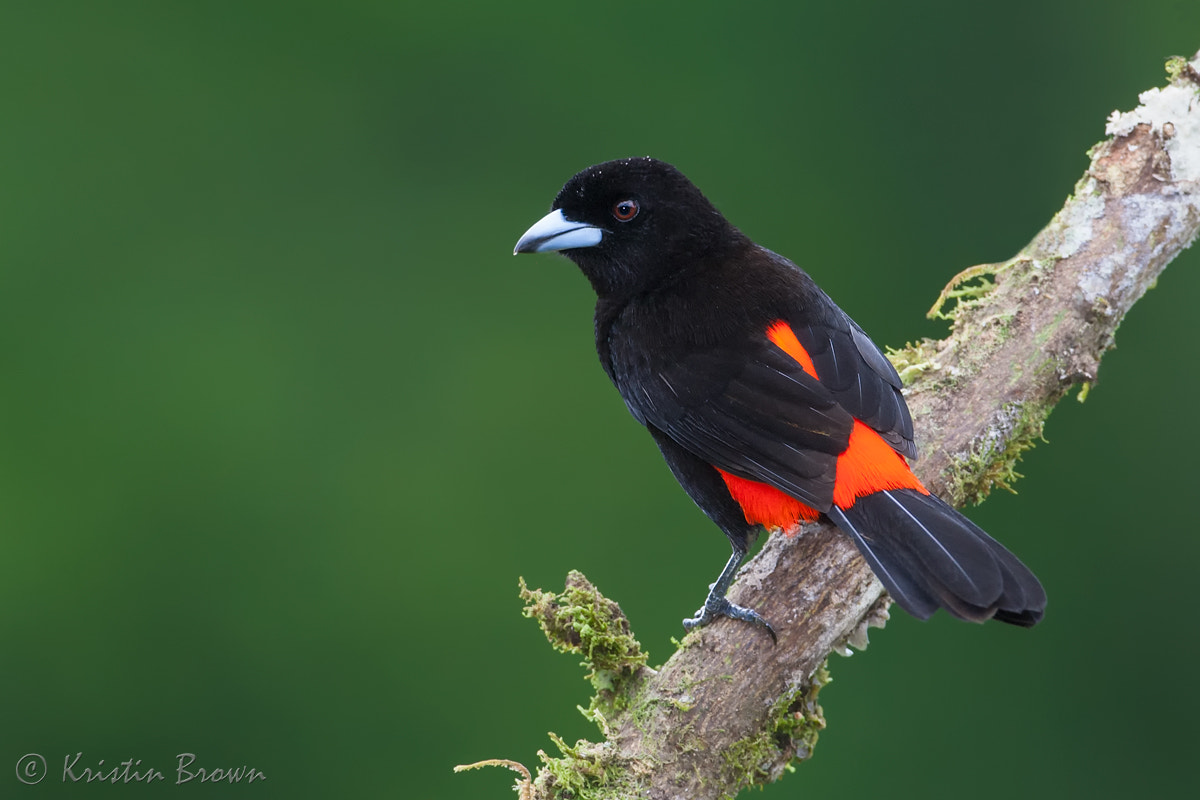 Canon EF 500mm F4L IS USM sample photo. Male passerini's tanager photography