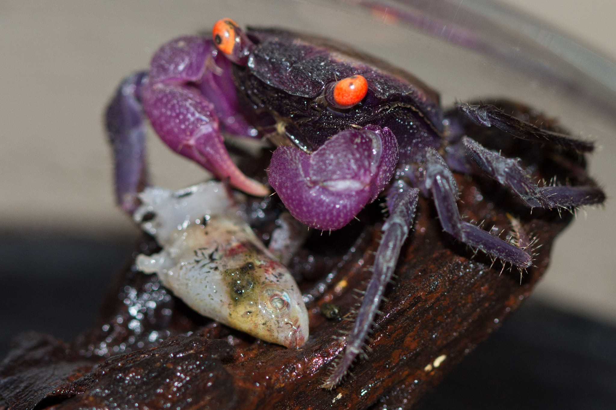 Canon EF 100mm F2.8 Macro USM sample photo. Murder in the aquarium photography