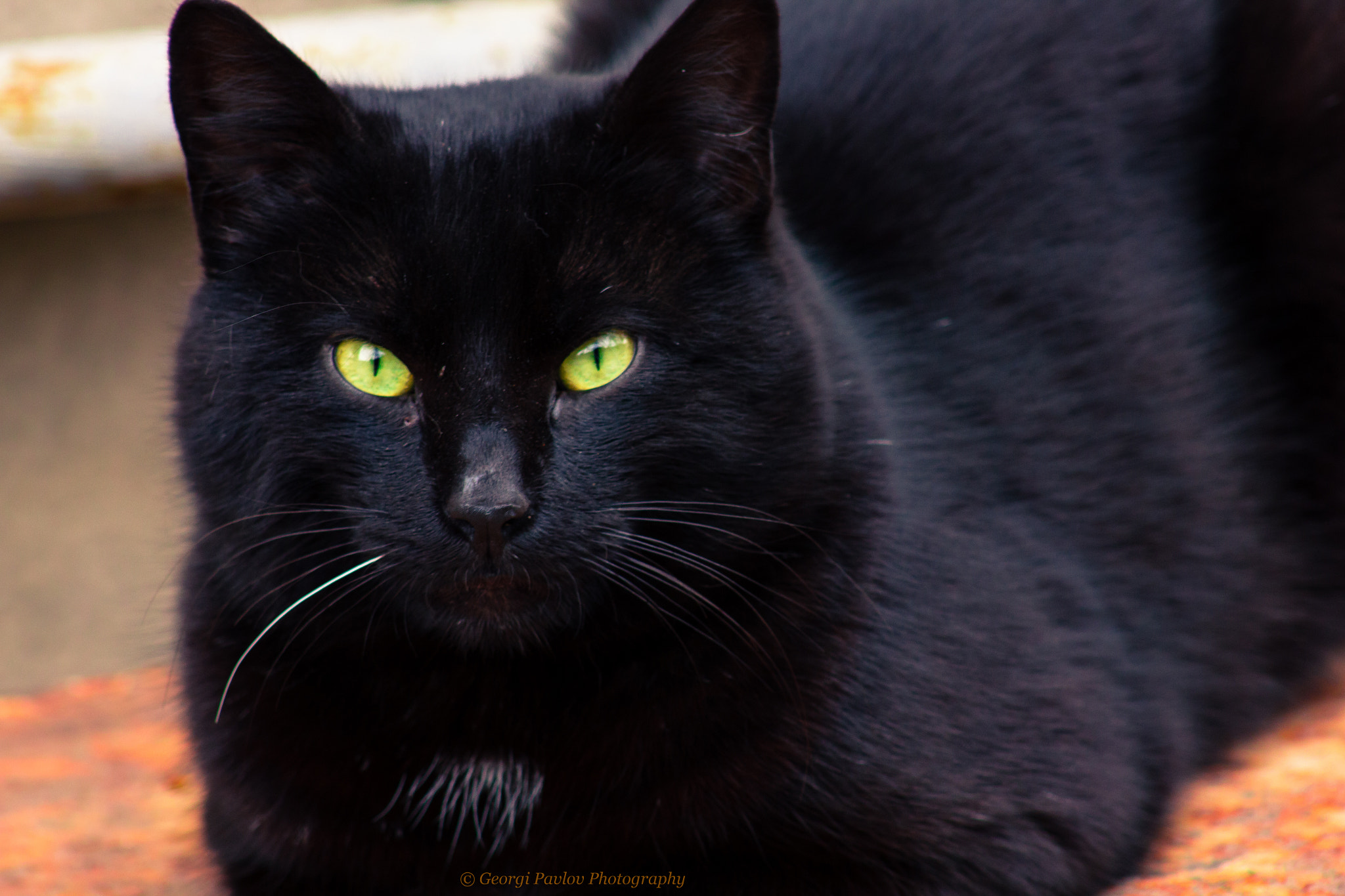 Canon EOS 550D (EOS Rebel T2i / EOS Kiss X4) + EF75-300mm f/4-5.6 sample photo. Black cat photography