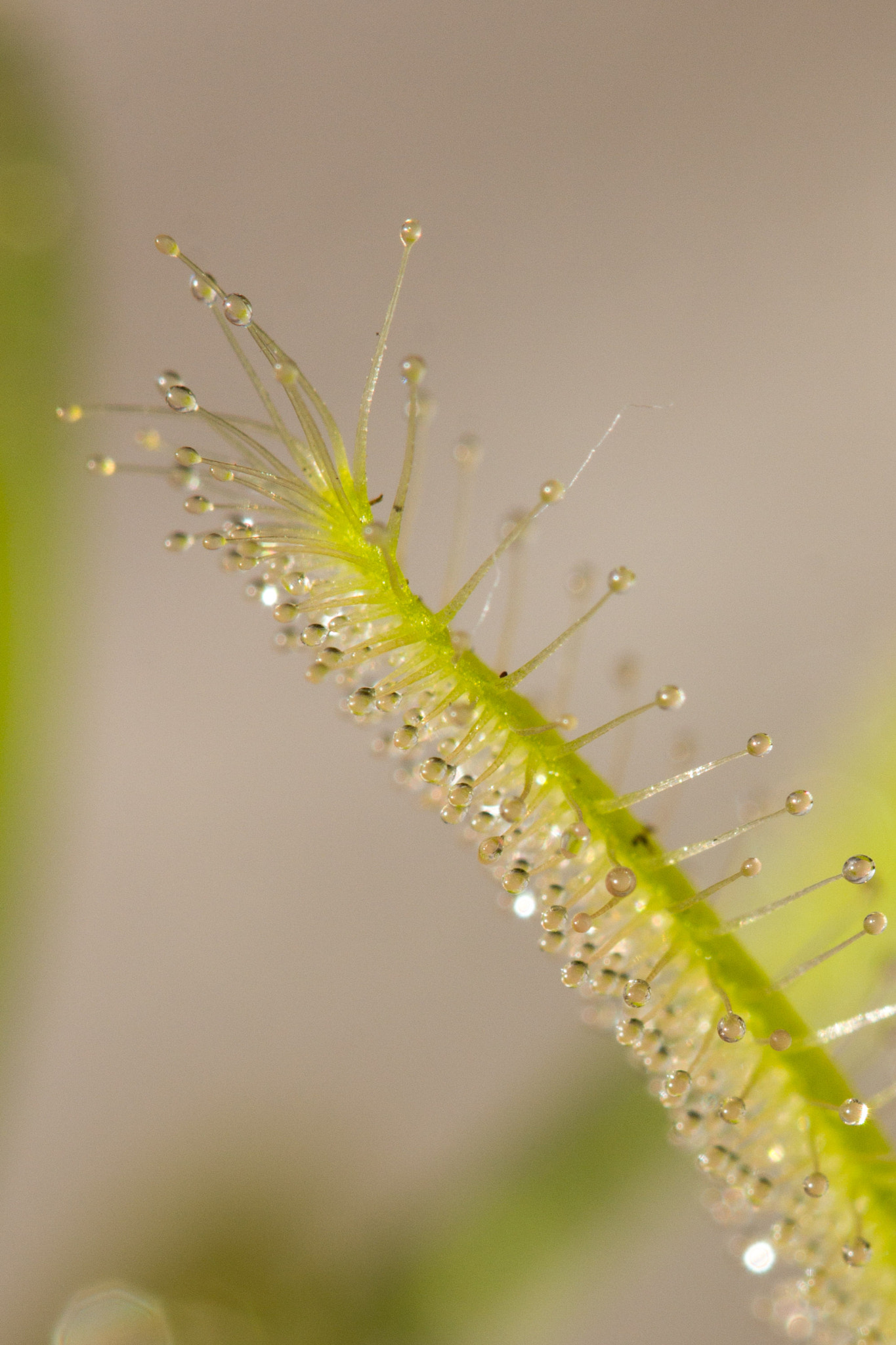 Canon EF 100mm F2.8 Macro USM sample photo. Drosera photography