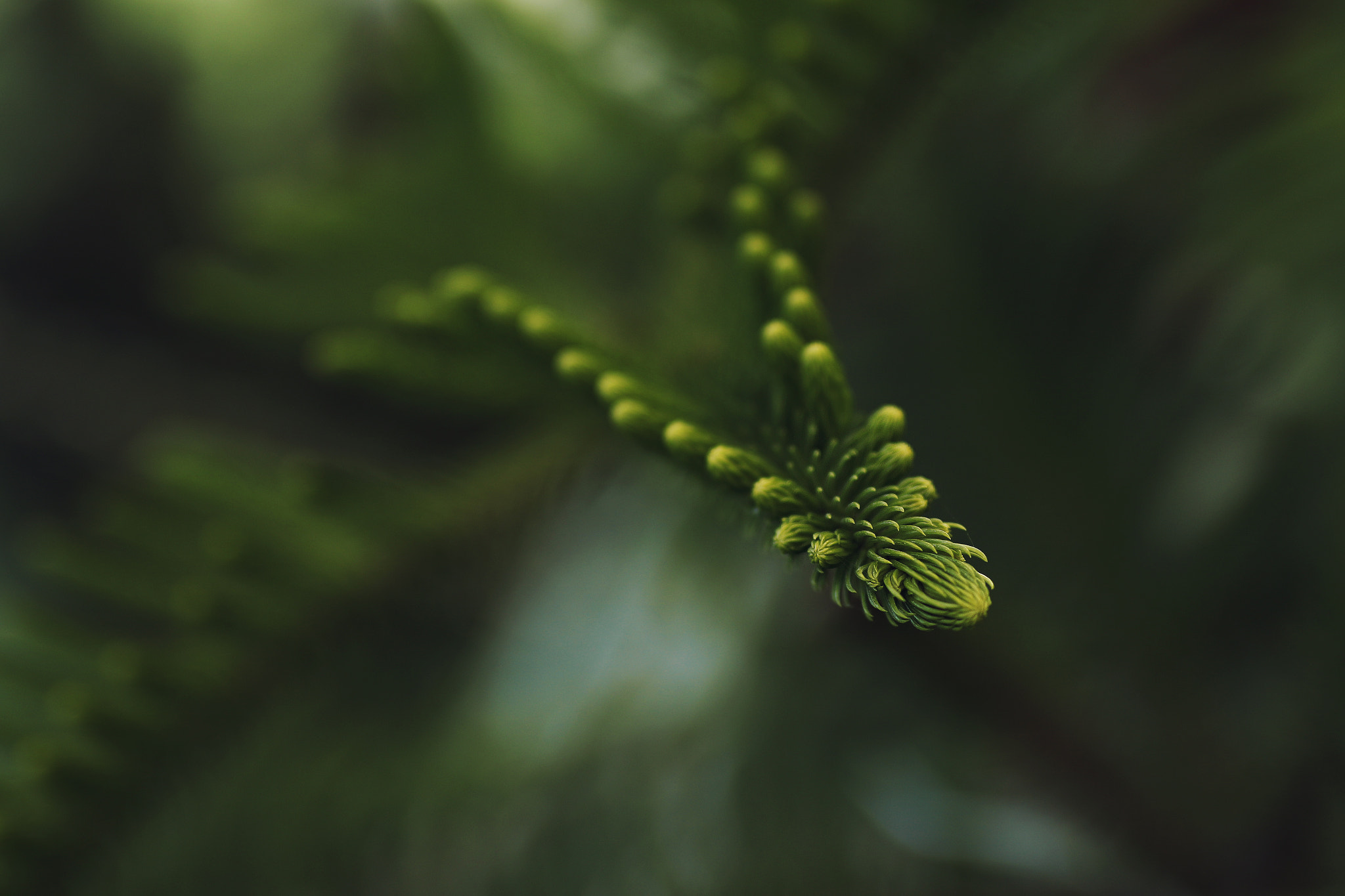 Sigma 50mm F1.4 EX DG HSM sample photo. Coming together photography