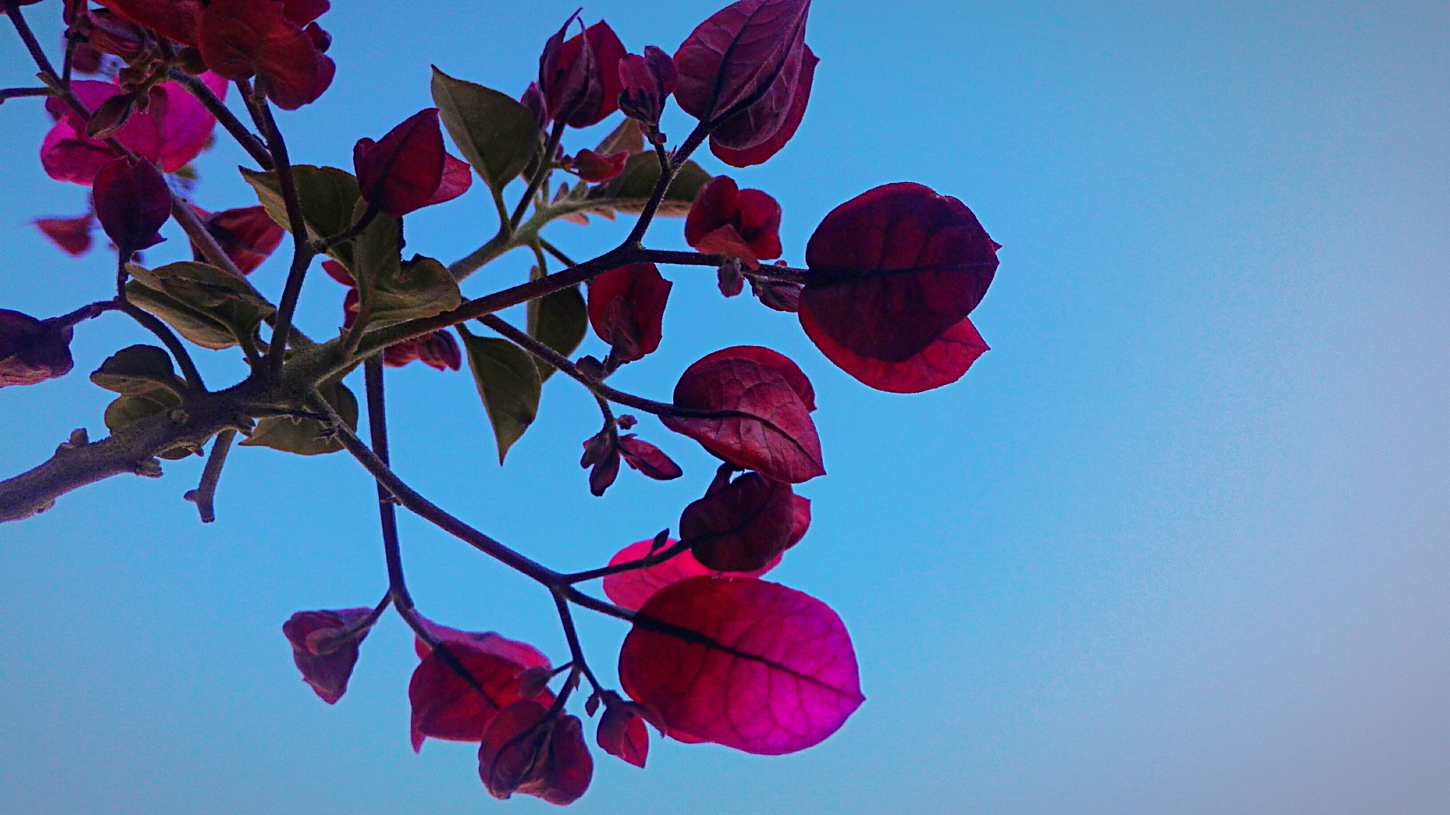 HUAWEI Cherry Mini sample photo.  1❤️ photography