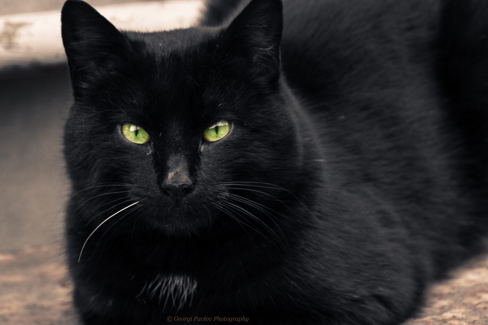 Canon EOS 550D (EOS Rebel T2i / EOS Kiss X4) + EF75-300mm f/4-5.6 sample photo. Black cat (b/w) photography