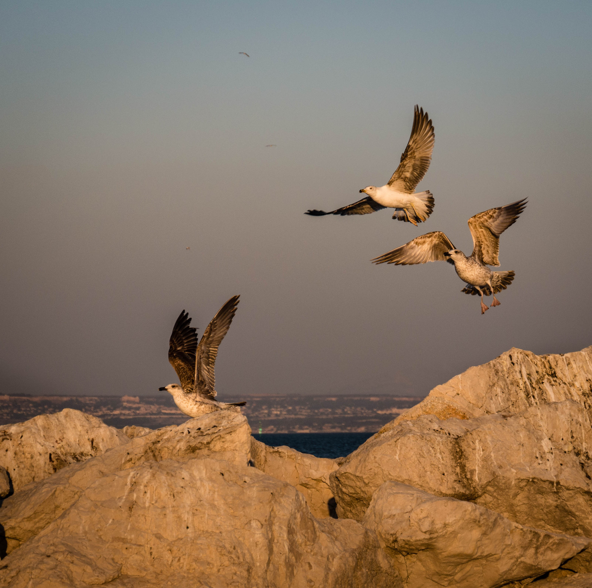 Panasonic Lumix DMC-G7 sample photo. Flying away photography