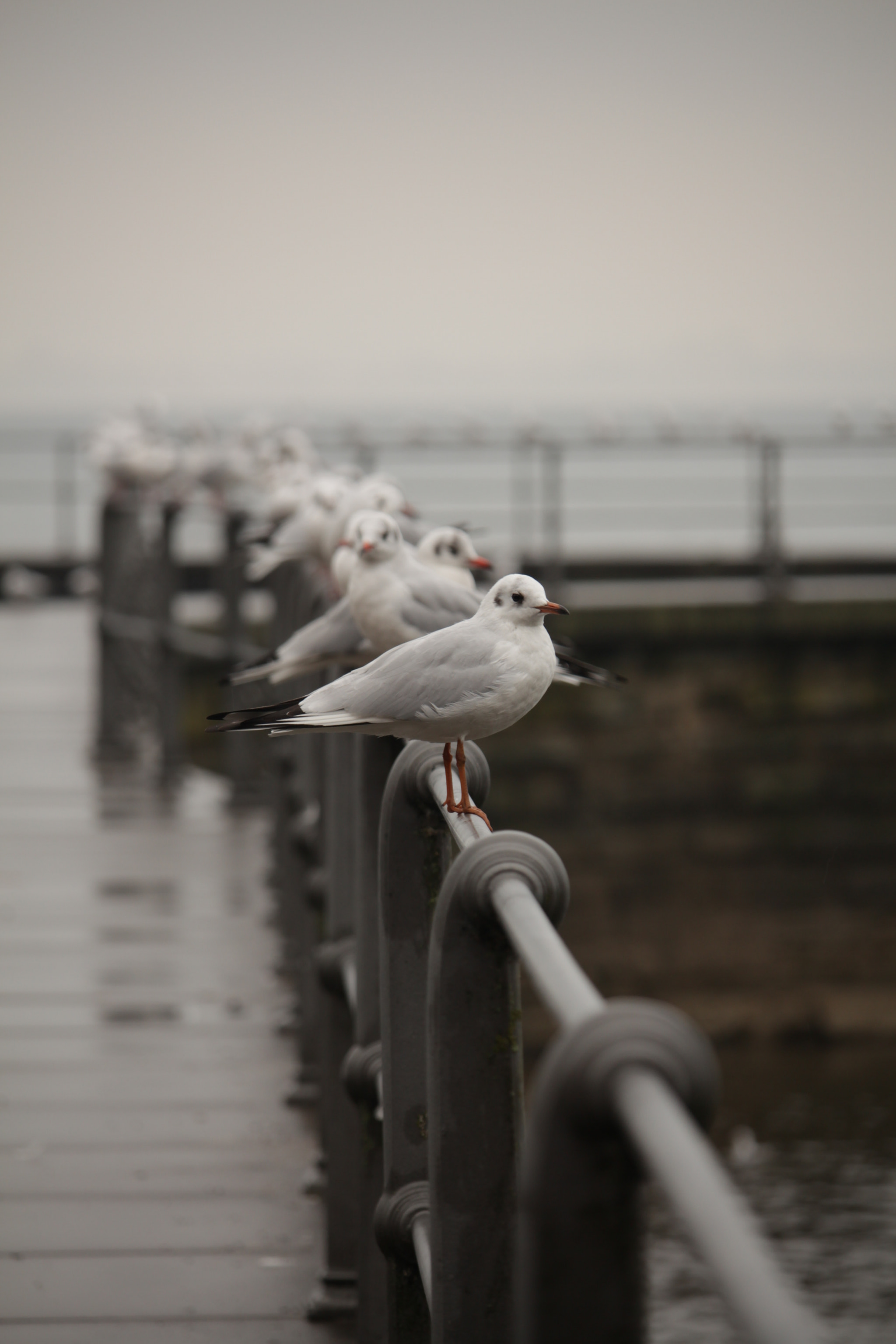 Canon EF-S 55-250mm F4-5.6 IS STM sample photo. Möwen / gull photography
