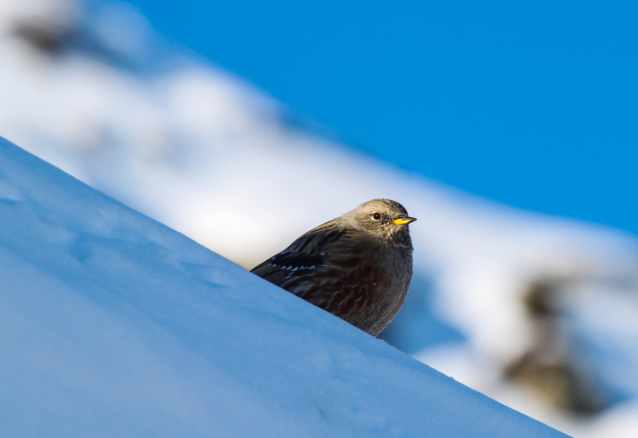 Canon EF 70-200mm F4L USM sample photo. Bird photography