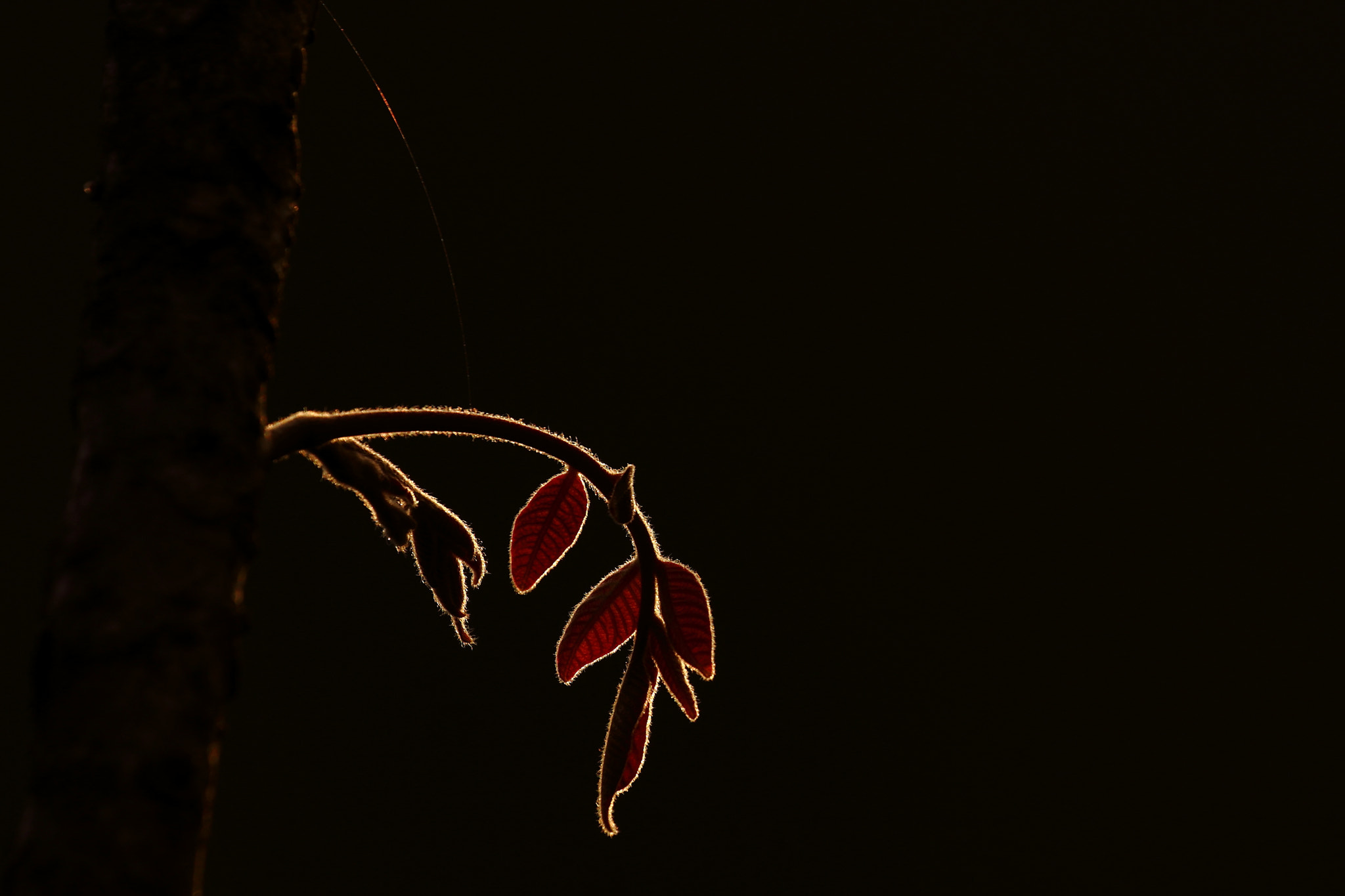 Canon EOS 550D (EOS Rebel T2i / EOS Kiss X4) sample photo. The red leaves photography