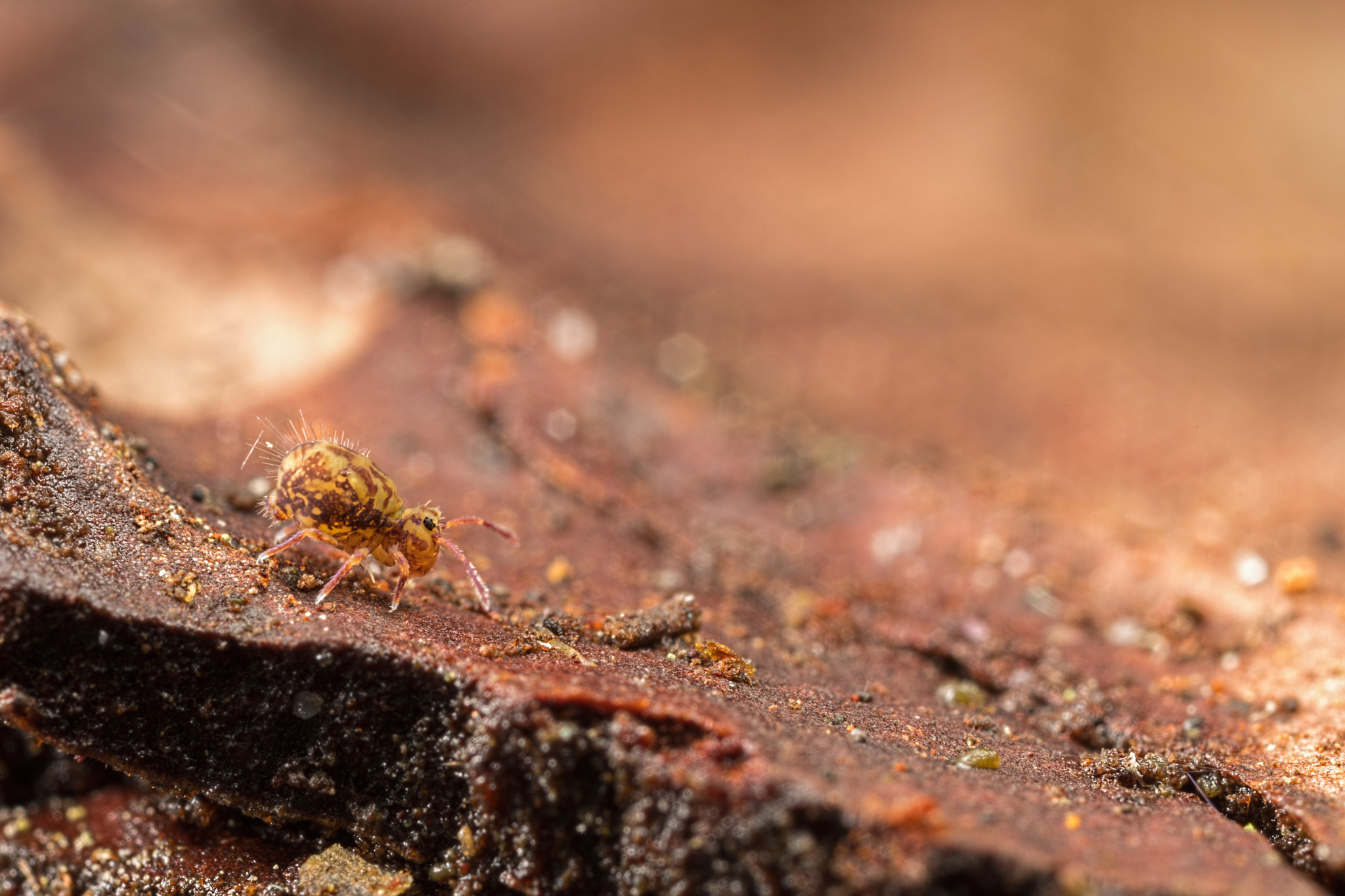 Canon MP-E 65mm F2.5 1-5x Macro Photo sample photo. Ridge walker photography