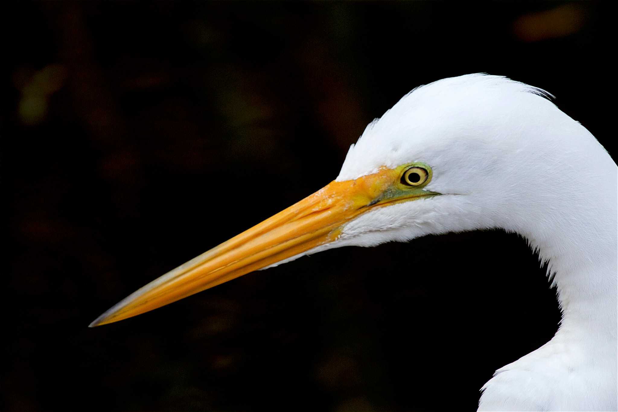 Canon EF 70-300mm F4-5.6L IS USM sample photo. Great white egret photography