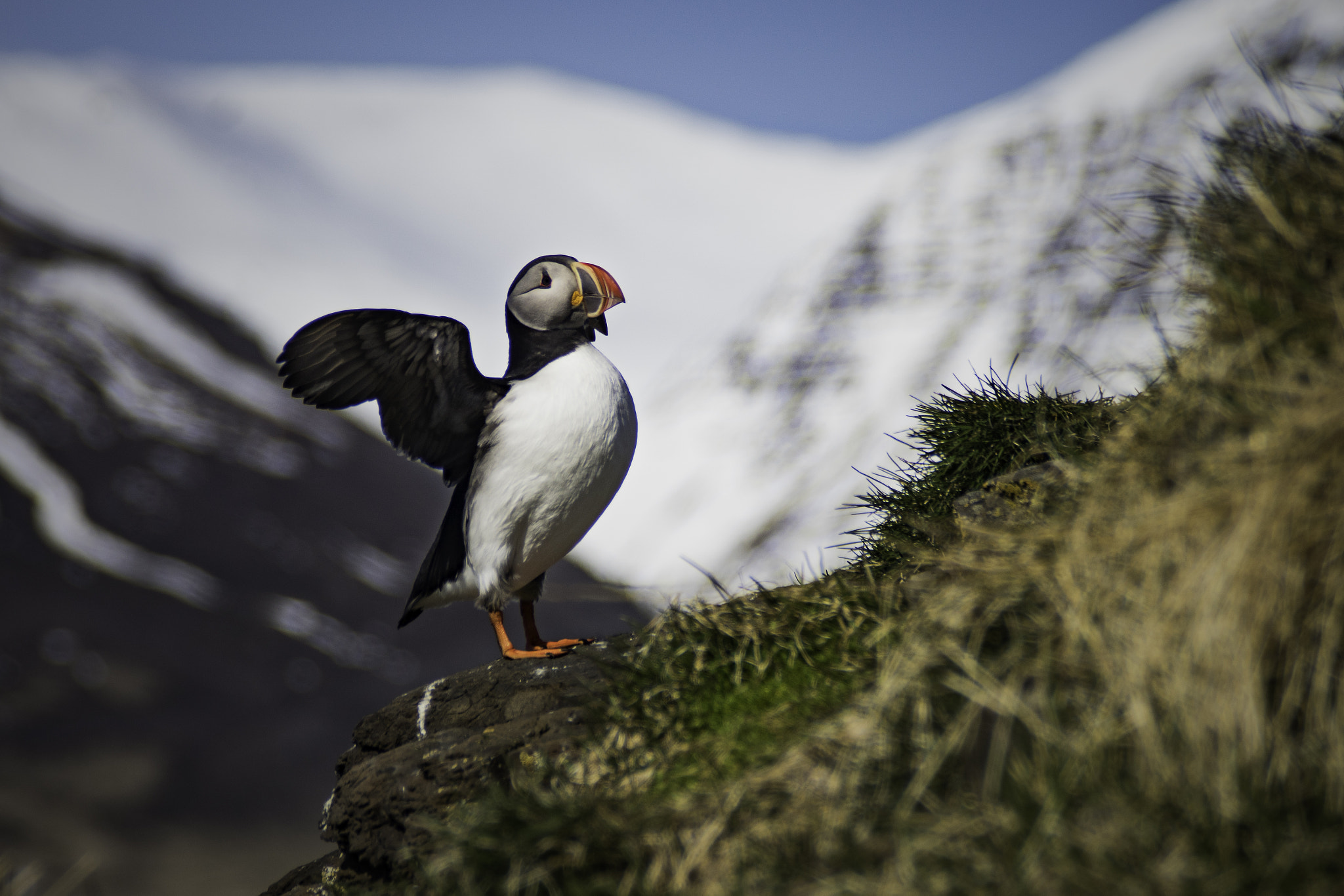 Sony DT 18-200mm F3.5-6.3 sample photo. Puffin photography