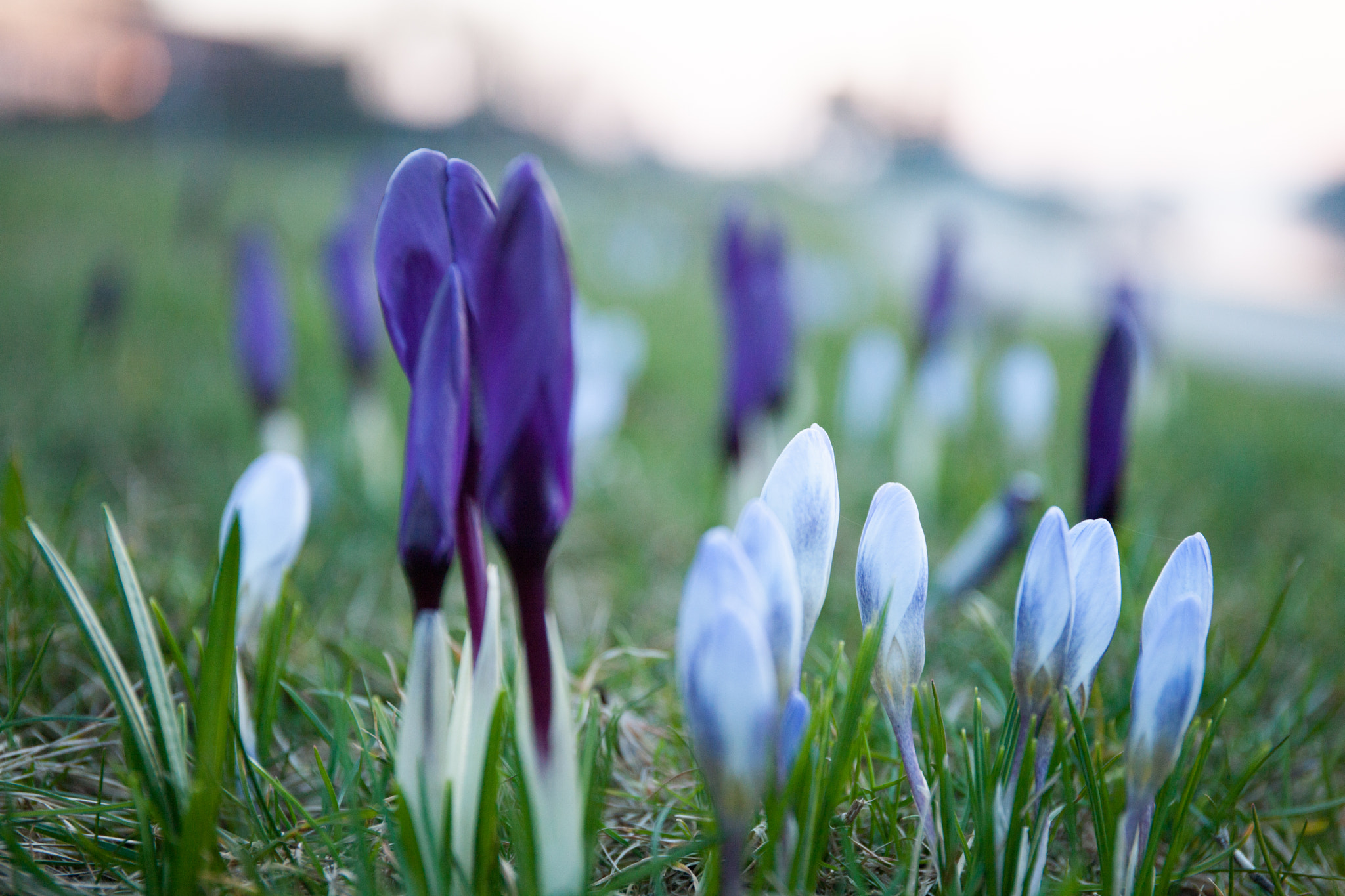 Canon EOS-1Ds Mark III sample photo. Spring is here photography