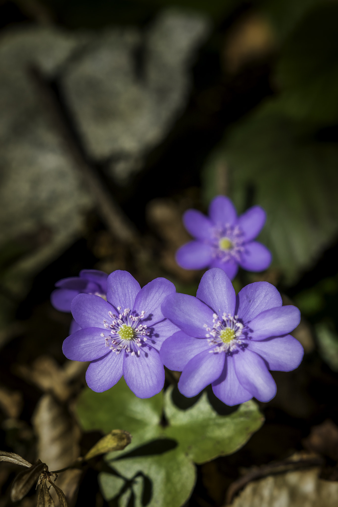 Canon EOS 760D (EOS Rebel T6s / EOS 8000D) + Sigma 18-35mm f/1.8 DC HSM sample photo. Hepatica mobiles part 2 photography