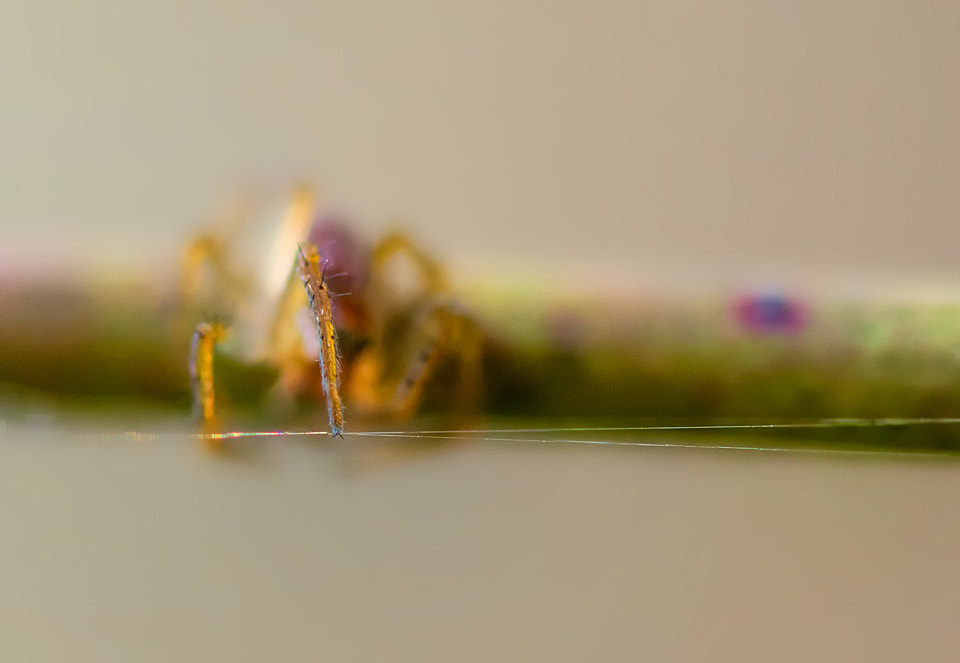Sigma 105mm F2.8 EX DG OS HSM sample photo. Player photography