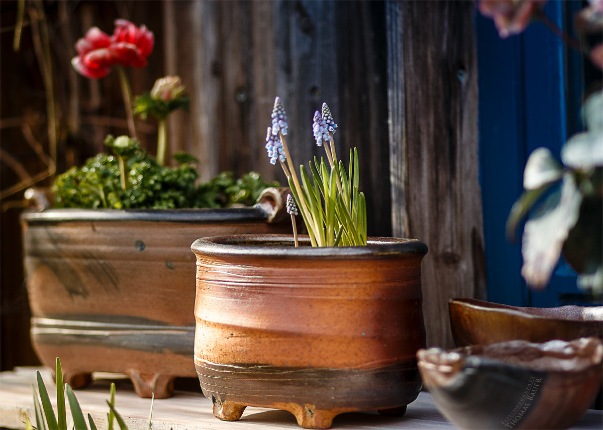 Canon EOS 70D + Canon EF 85mm F1.8 USM sample photo. Blumentöpfe  -  flower pots photography