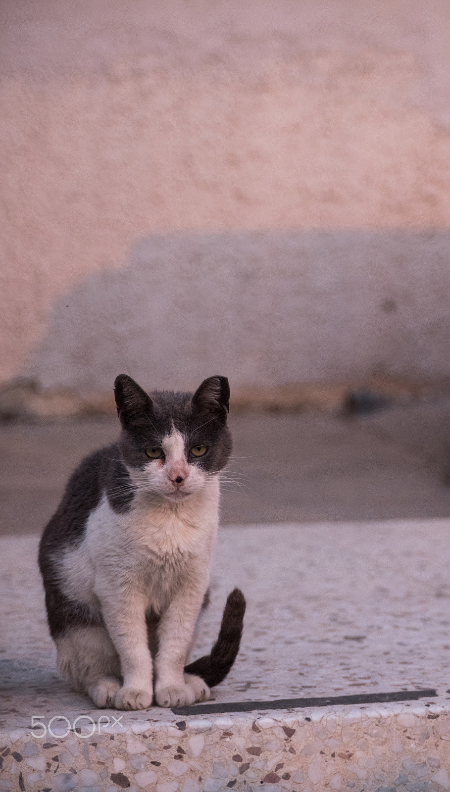 AF Zoom-Nikkor 28-105mm f/3.5-4.5D IF sample photo. Cute cat staring photography