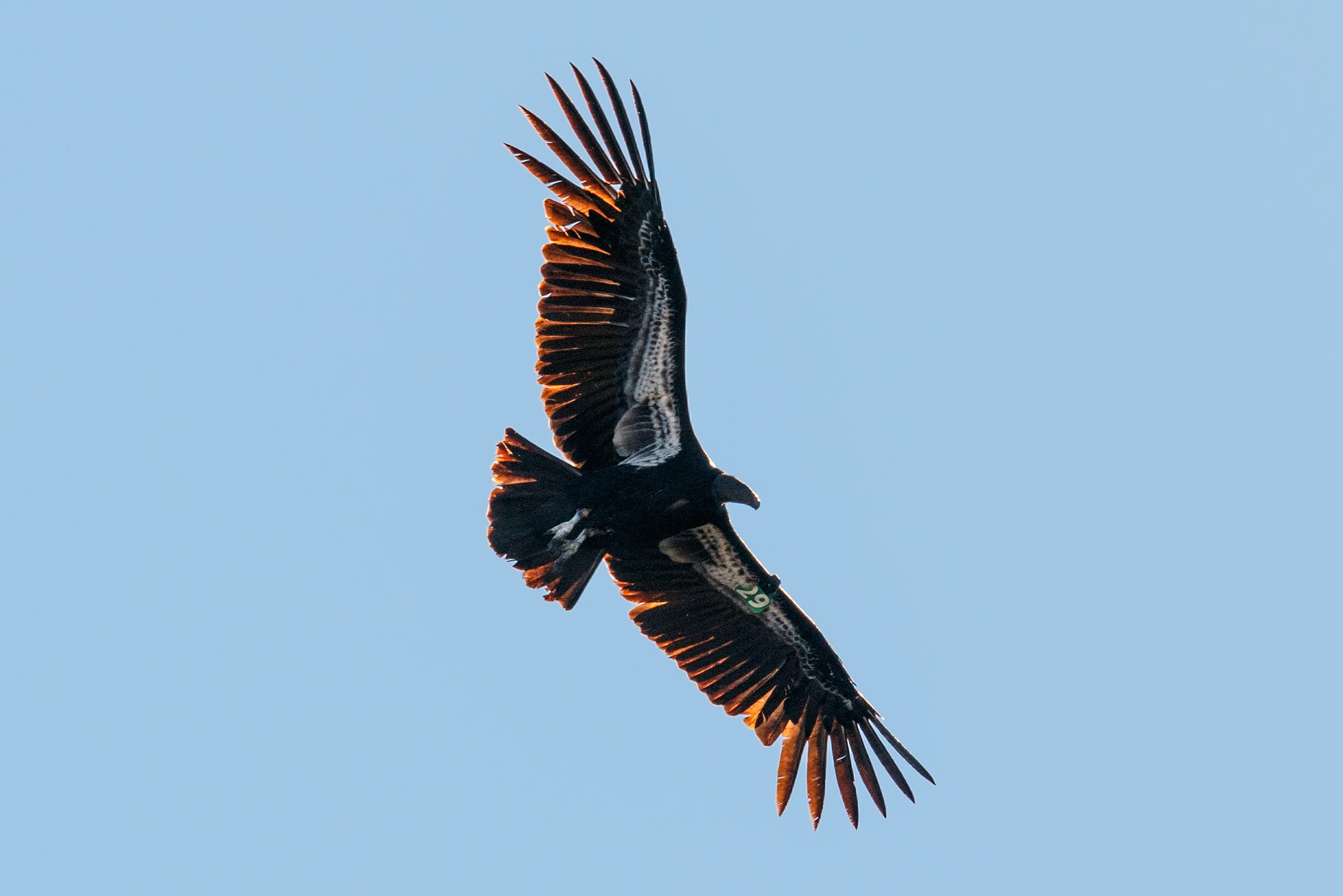 Canon EF 70-200mm F2.8L USM sample photo. Condor #29 photography