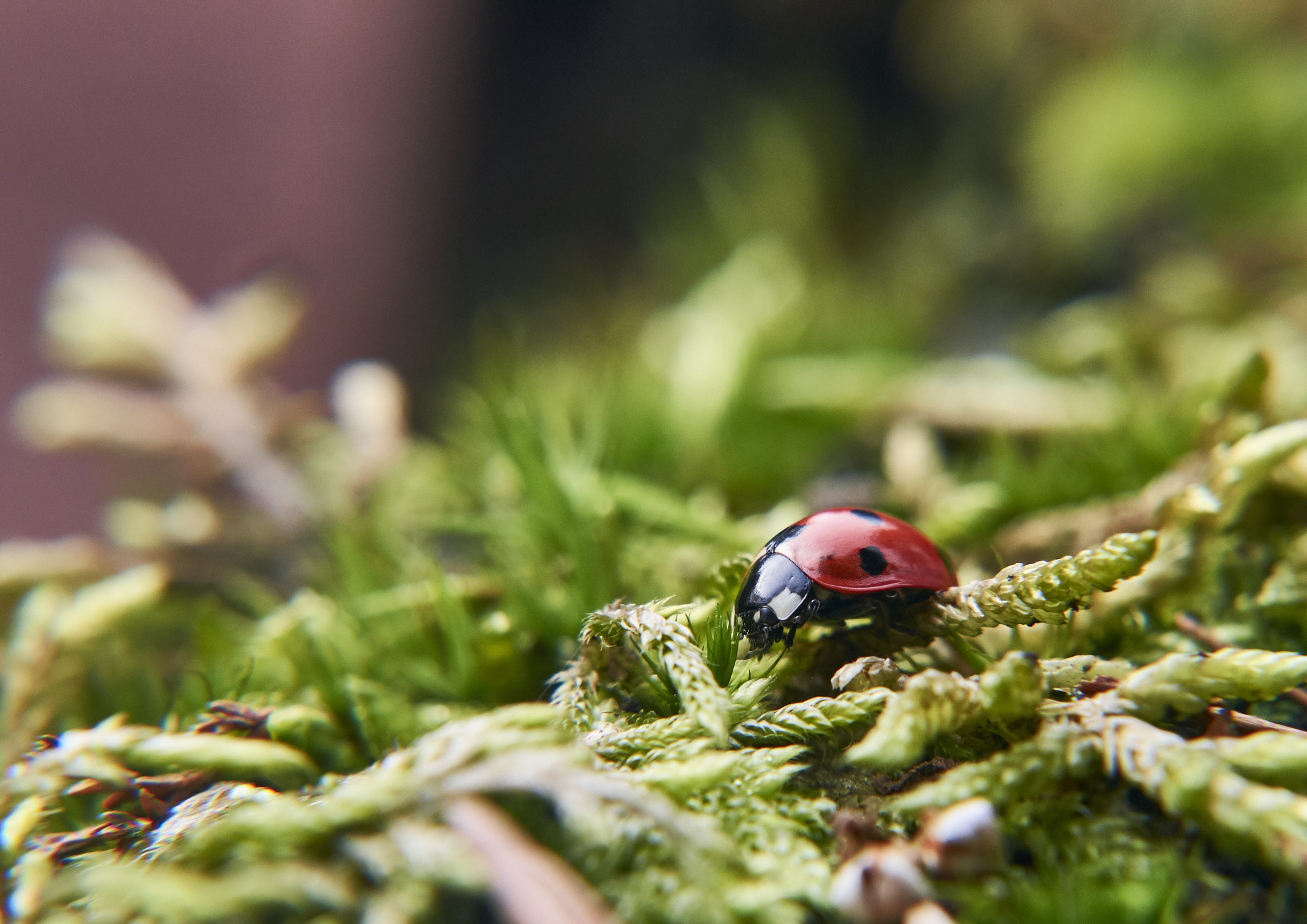 Nikon AF-S Nikkor 24-70mm F2.8G ED sample photo. Ladybug photography
