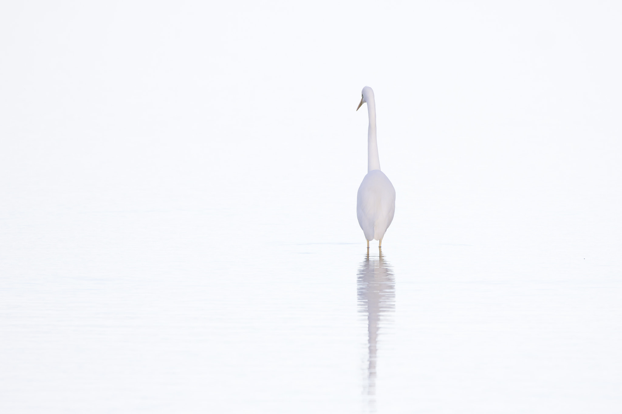 Canon EOS 550D (EOS Rebel T2i / EOS Kiss X4) sample photo. Ardea alba photography