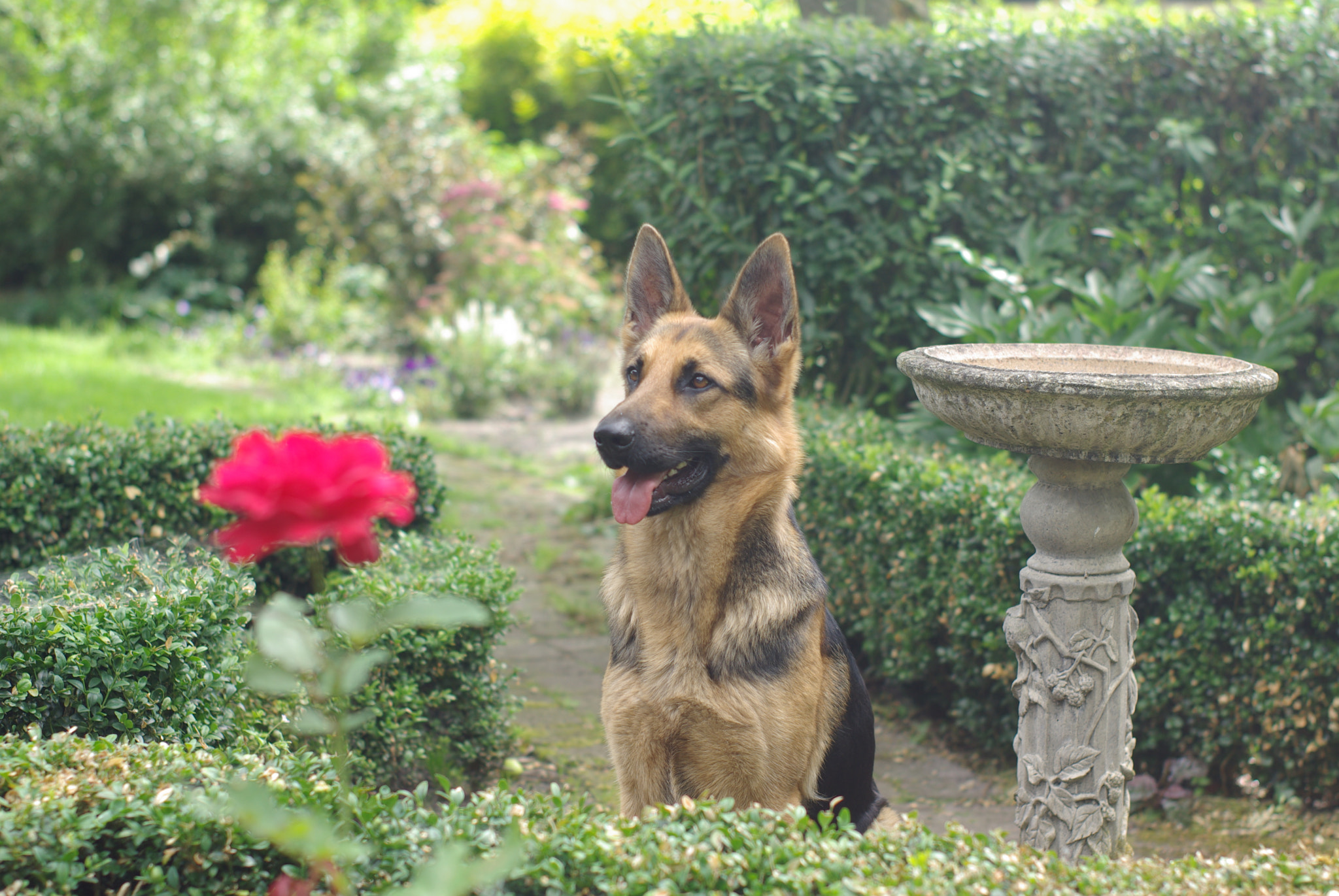 Pentax K10D sample photo. Tosca in the garden photography