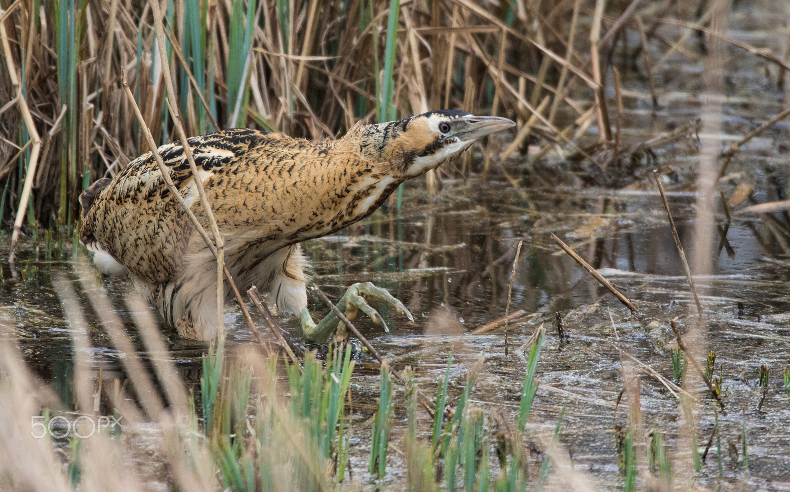 Canon EOS 7D Mark II sample photo. Bittern photography