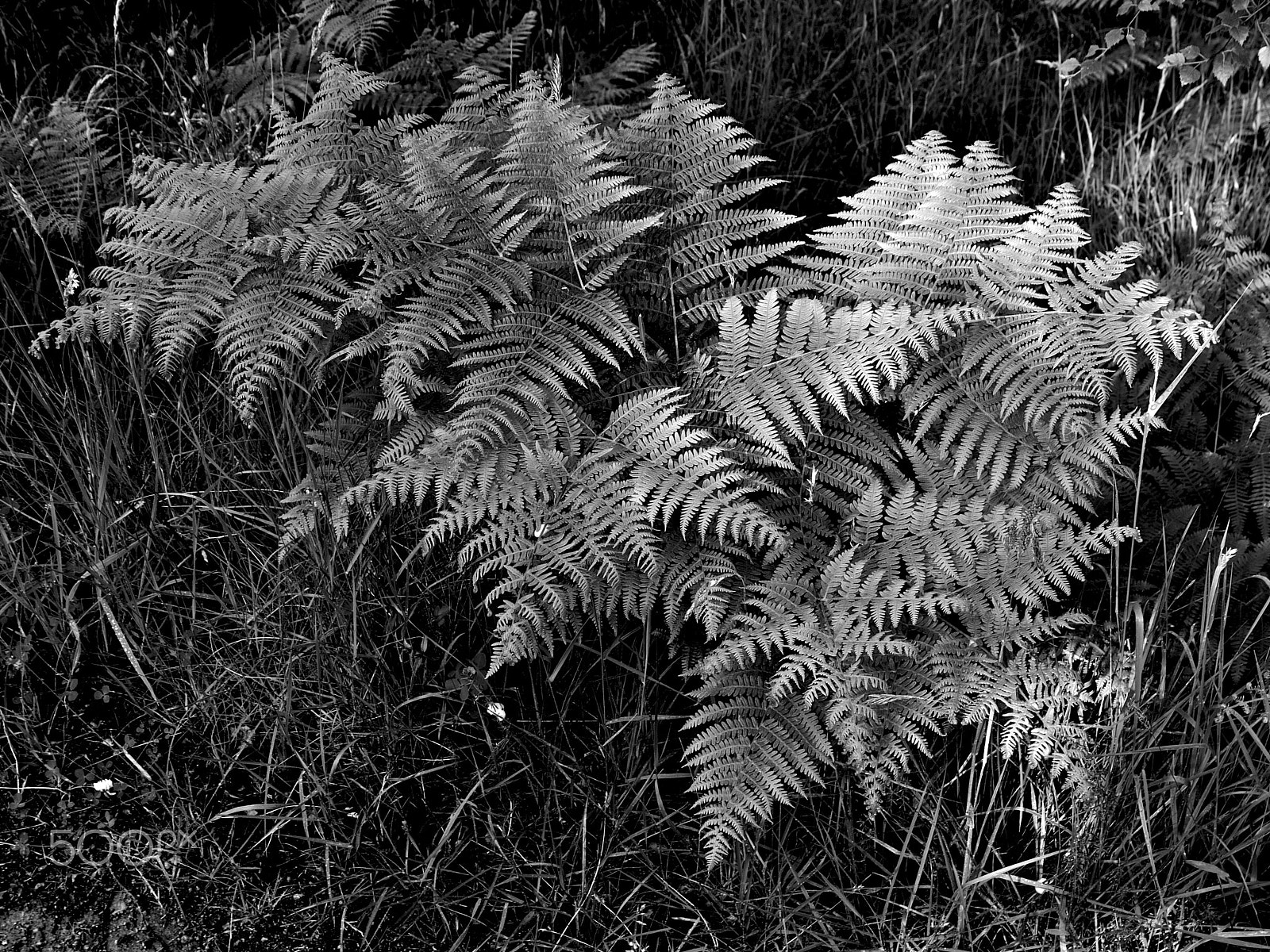 Panasonic Lumix DMC-G1 sample photo. Ferns in rothiemurchus forest photography