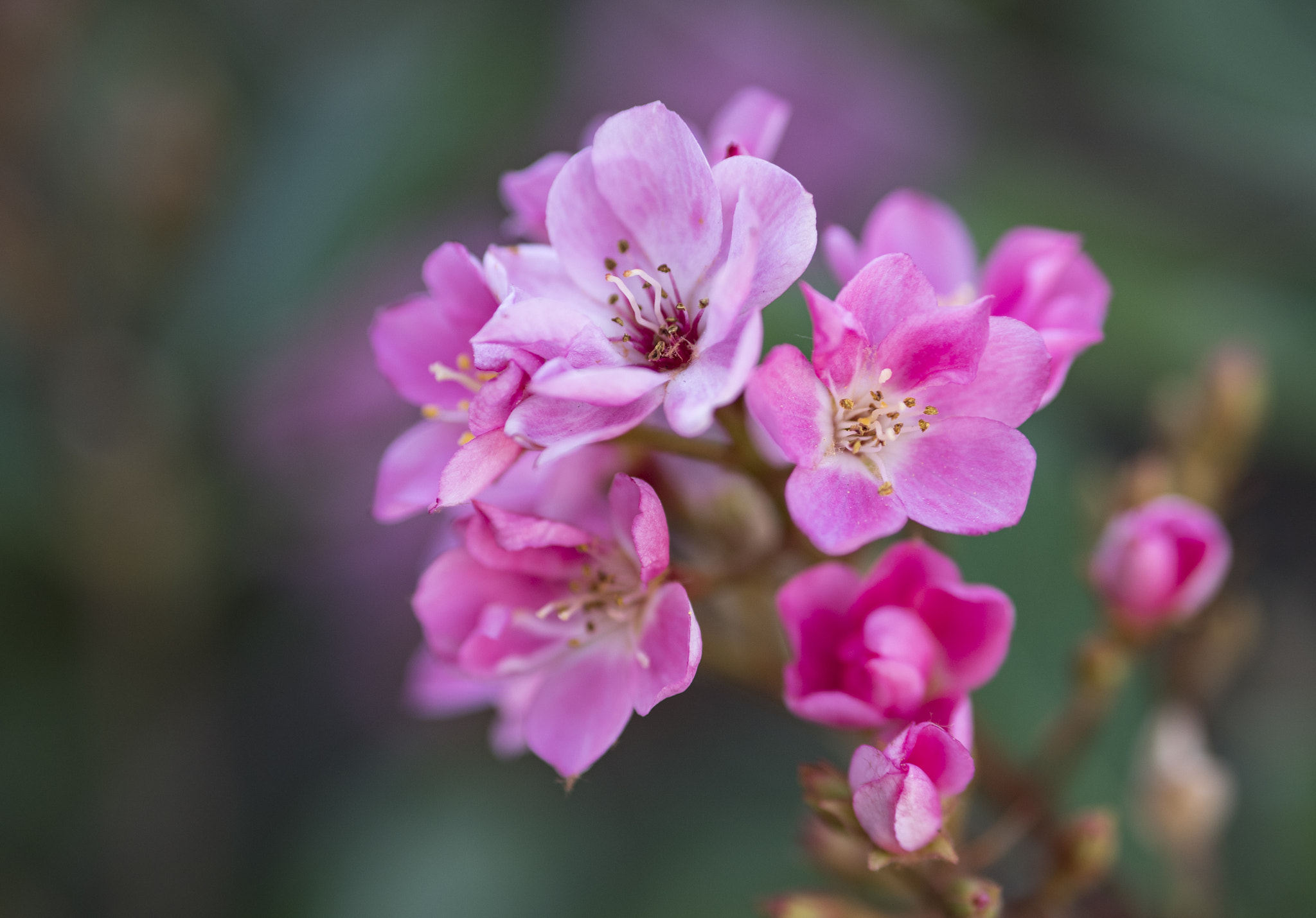 Panasonic Lumix DMC-GX8 sample photo. All too common photography