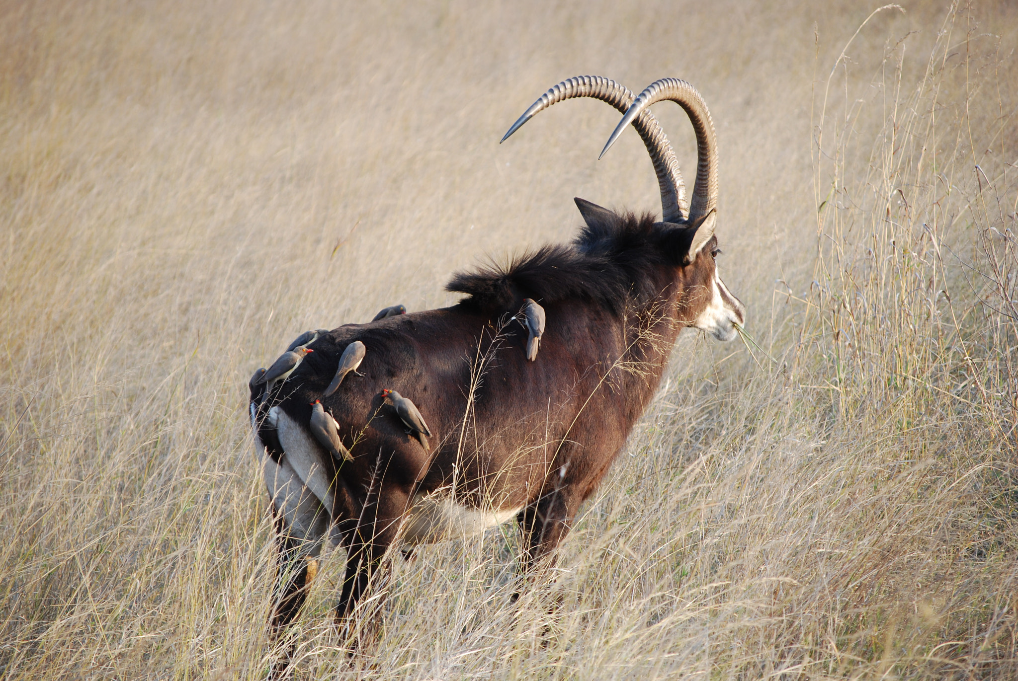 Nikon D60 sample photo. Botswana - okavango photography