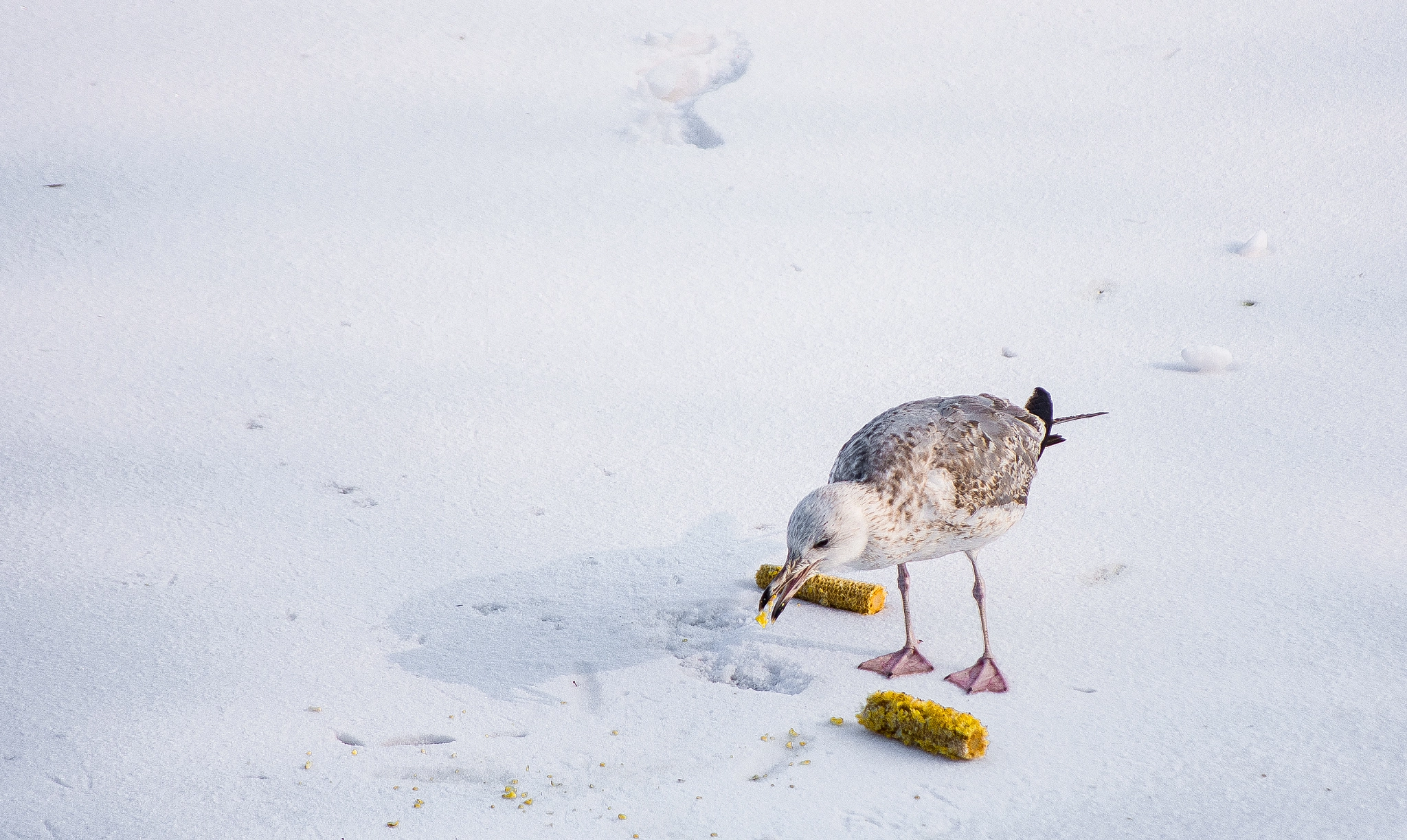 Nikon D7200 sample photo. Frozen lunch photography
