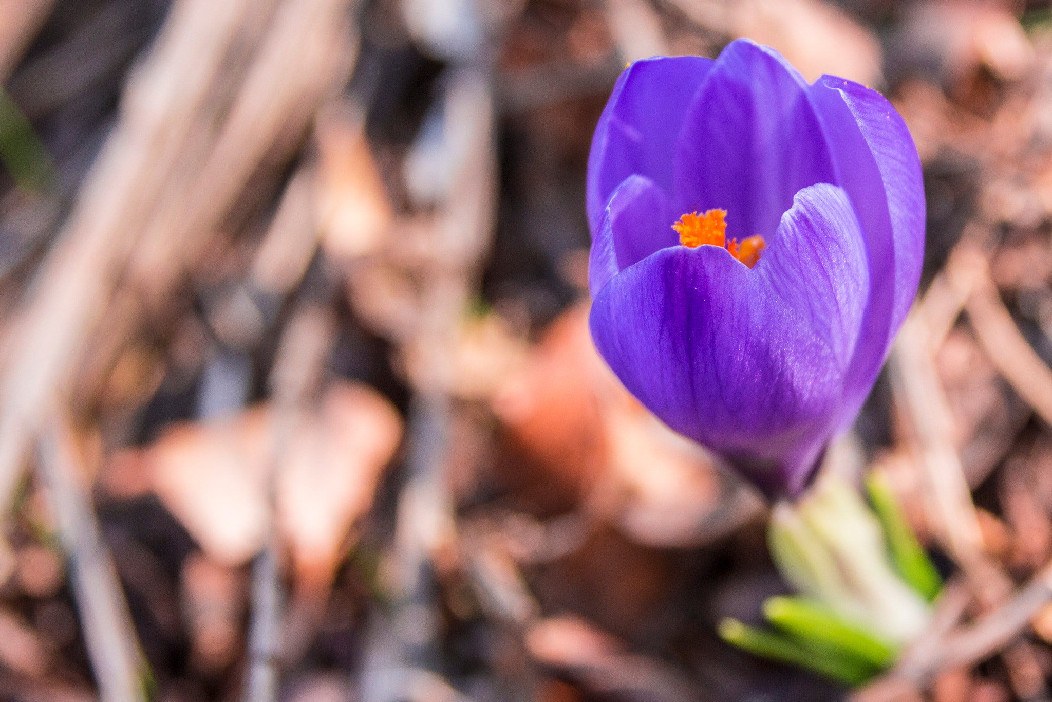 Canon EOS 650D (EOS Rebel T4i / EOS Kiss X6i) + Canon EF 75-300mm F4.0-5.6 IS USM sample photo. Crocus vernus photography