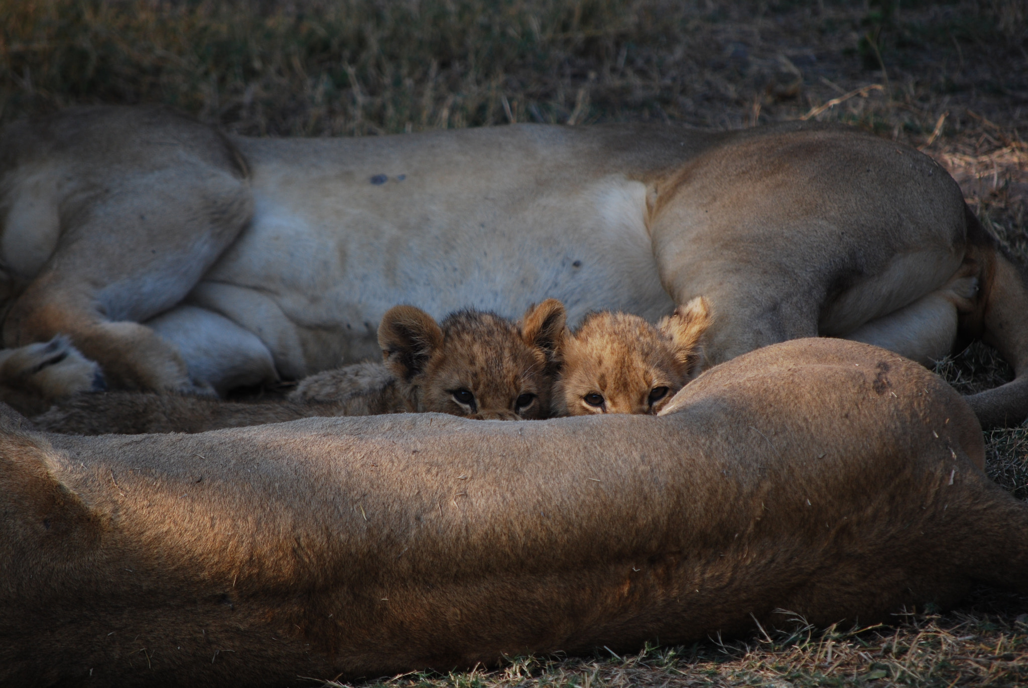 Nikon D60 sample photo. Botswana - okavango photography