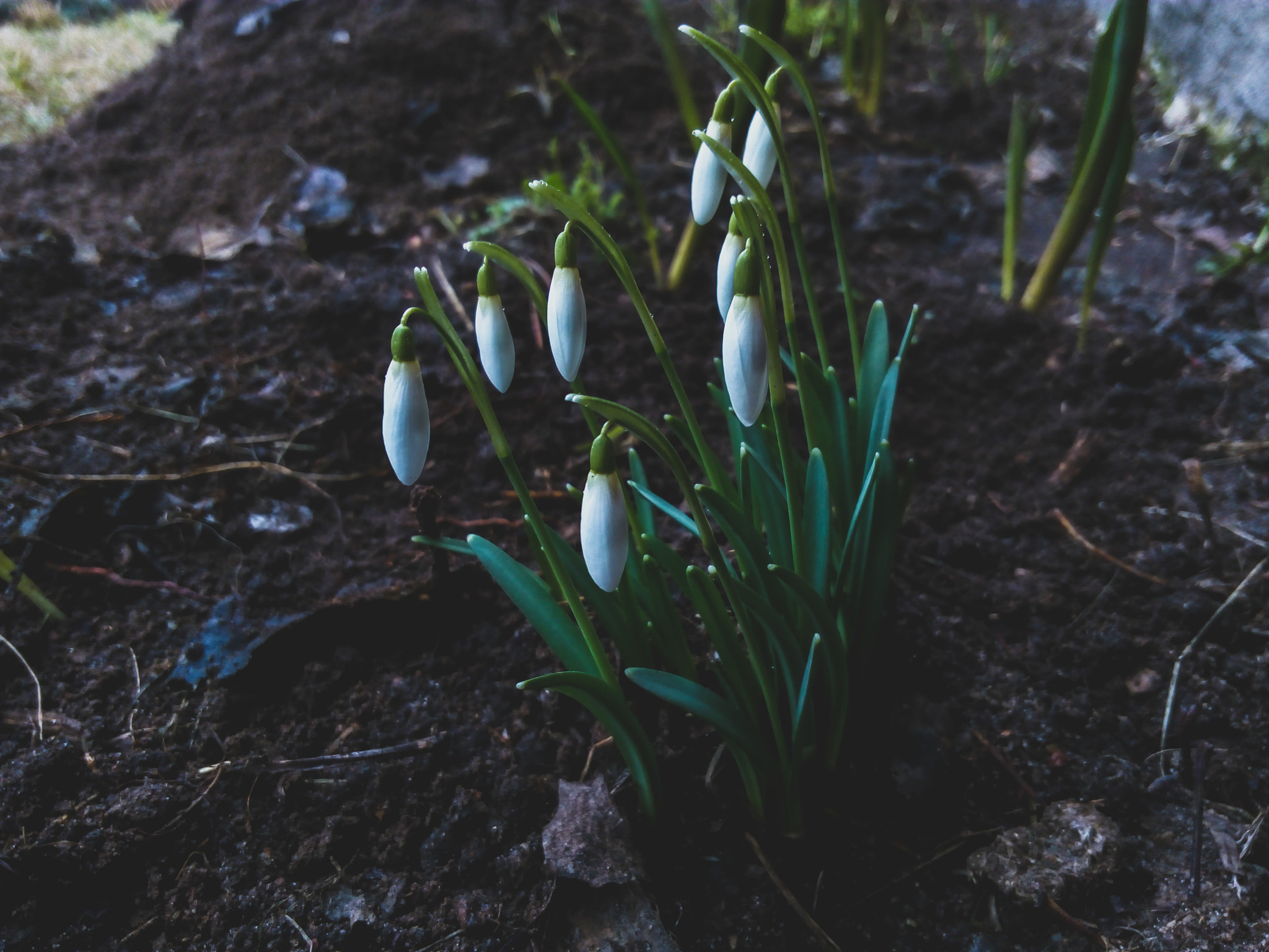 Lenovo P70-A sample photo. Snowdrops photography