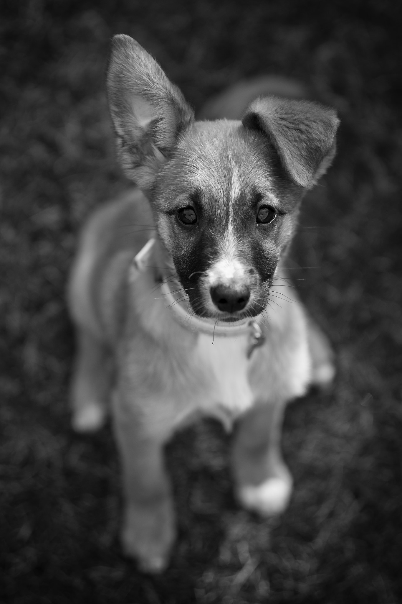 Fujifilm X-T2 + Fujifilm XF 56mm F1.2 R sample photo. Ohren auf photography