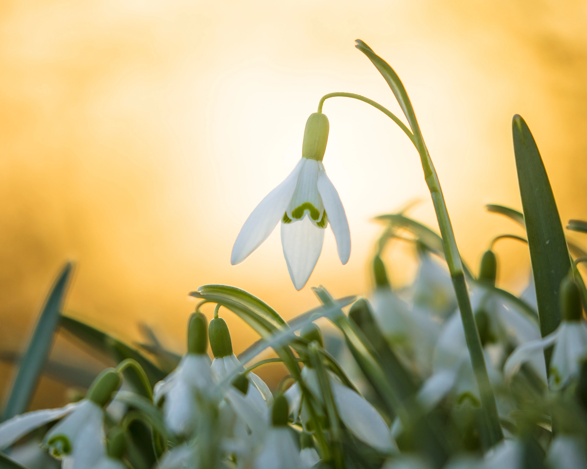 Canon EOS 5DS R sample photo. Snowdrop sunrise photography