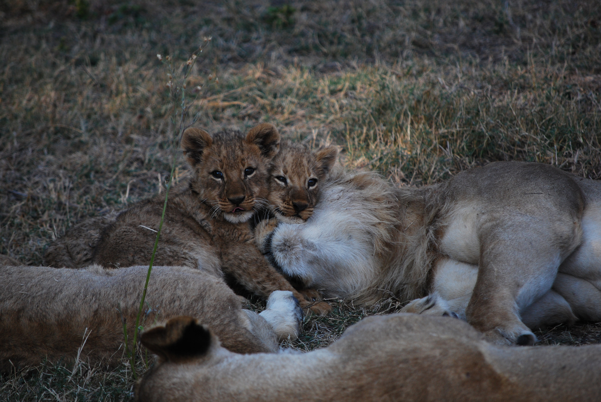 Nikon D60 sample photo. Botswana - okavango photography